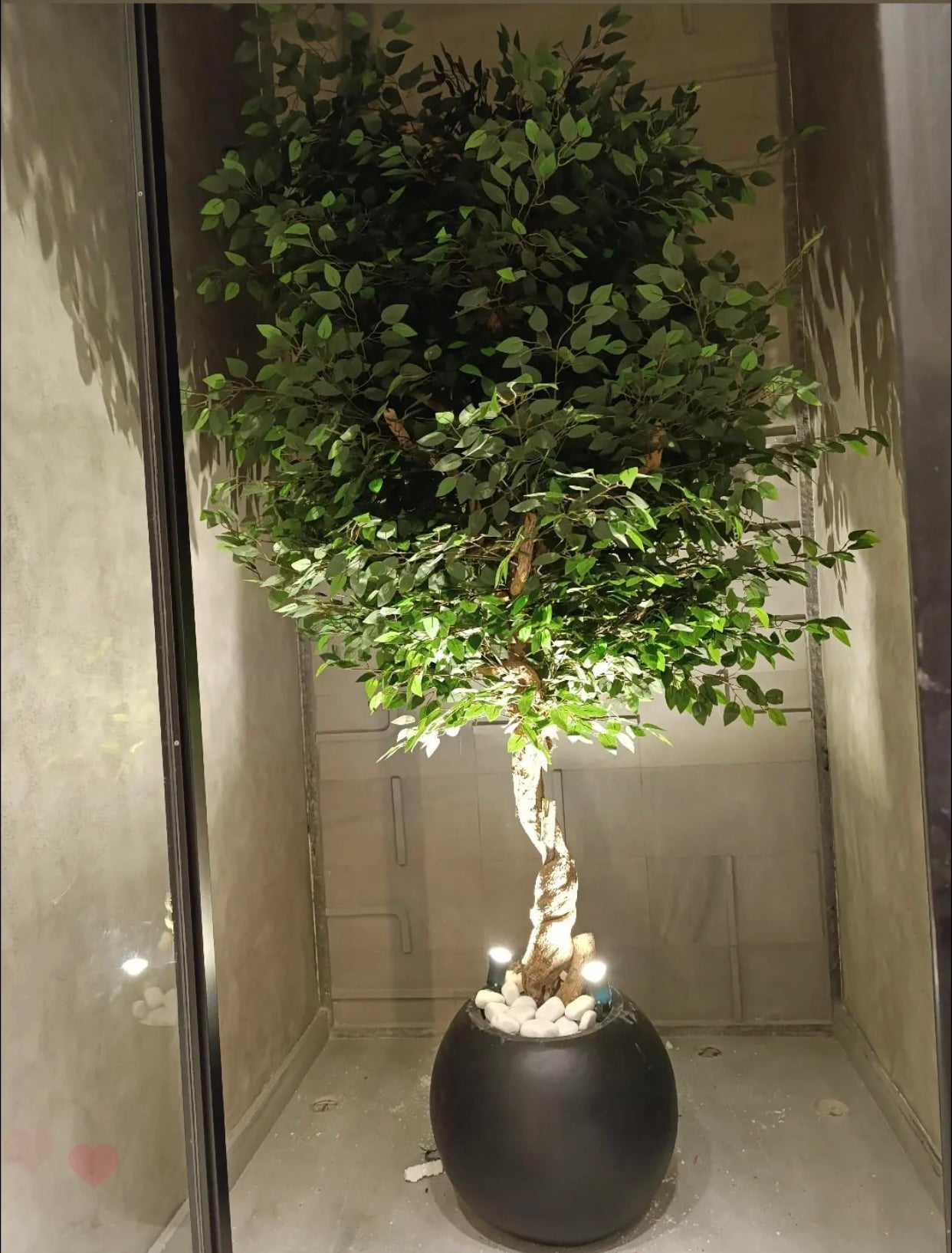 Ficus Tree 9ft