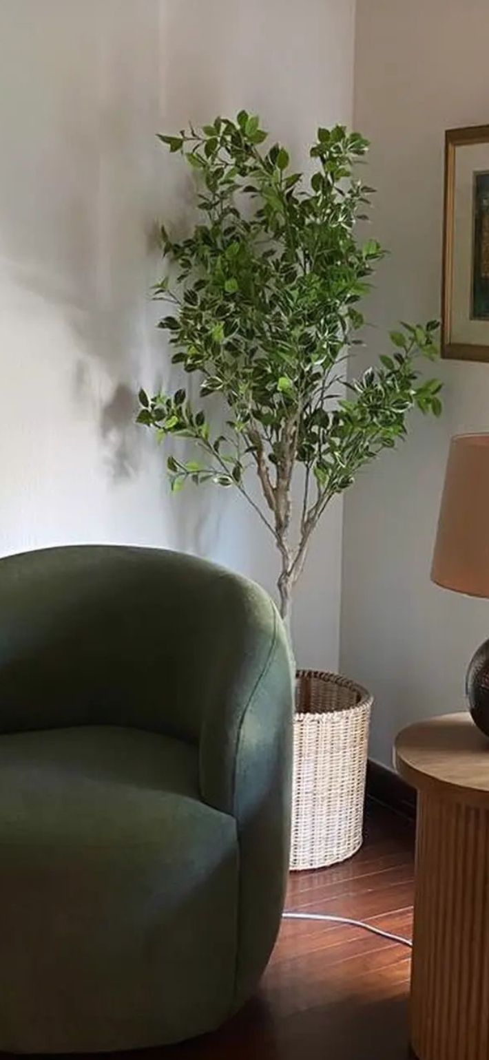 Imported Ficus tree