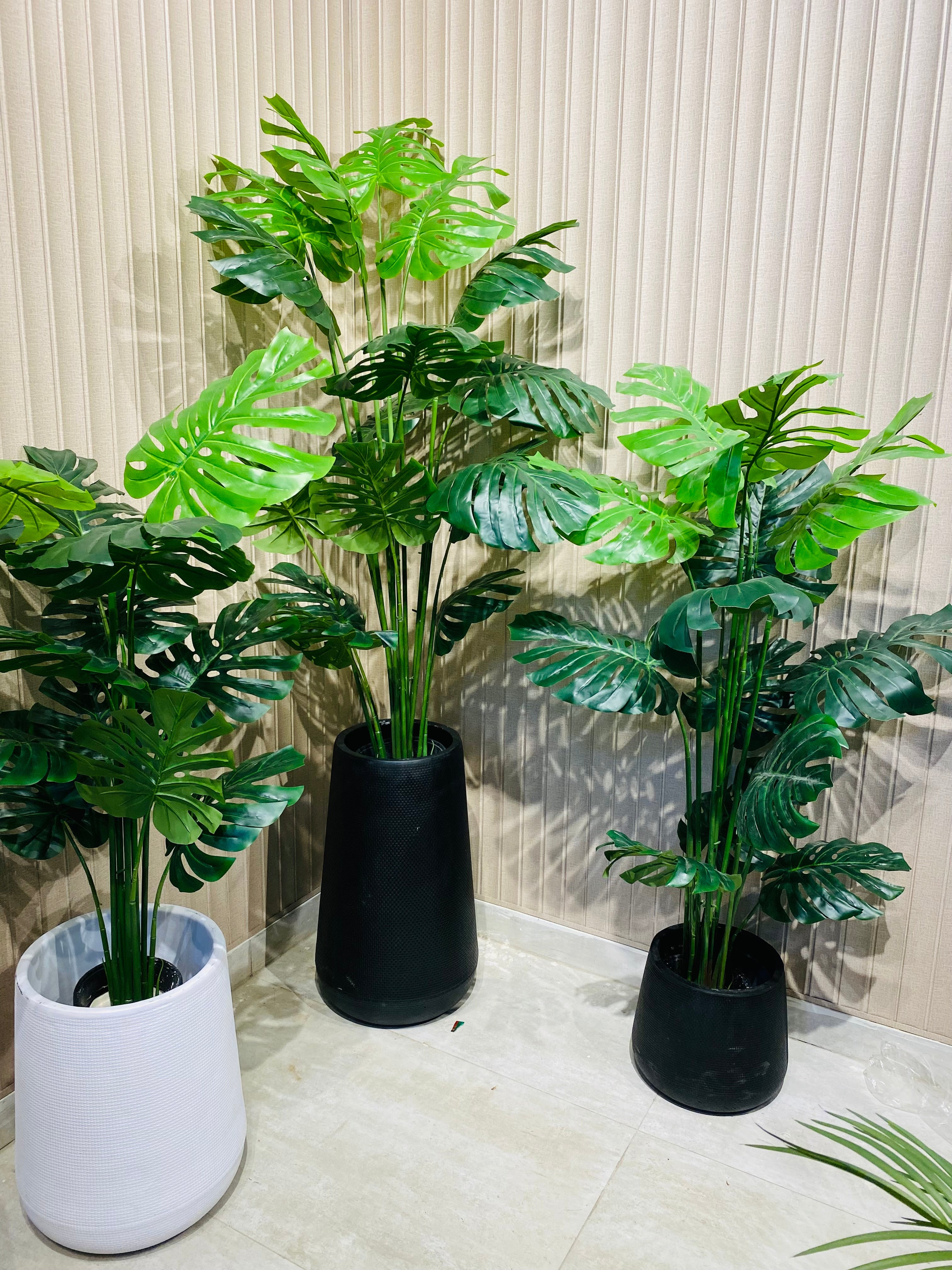 Exclusive Monstera Plants