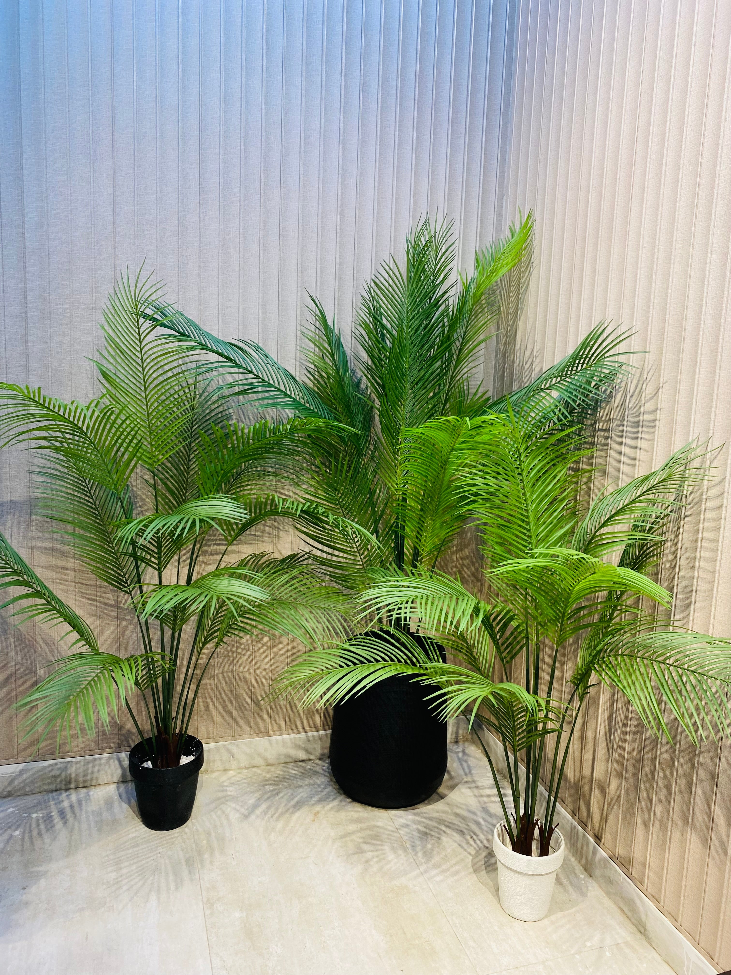 Exclusive Beach Areca Palm