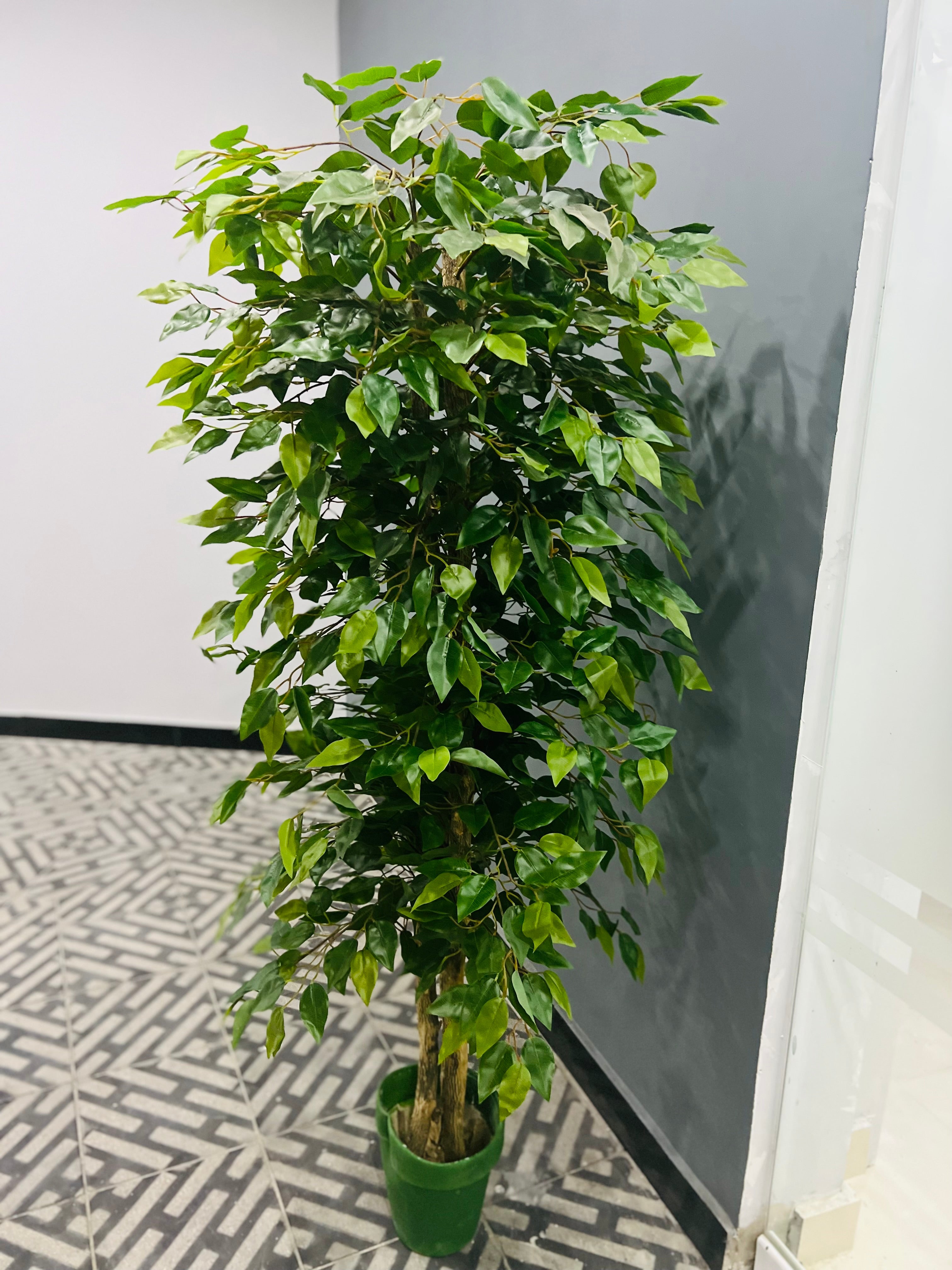 Exclusive ficus tree