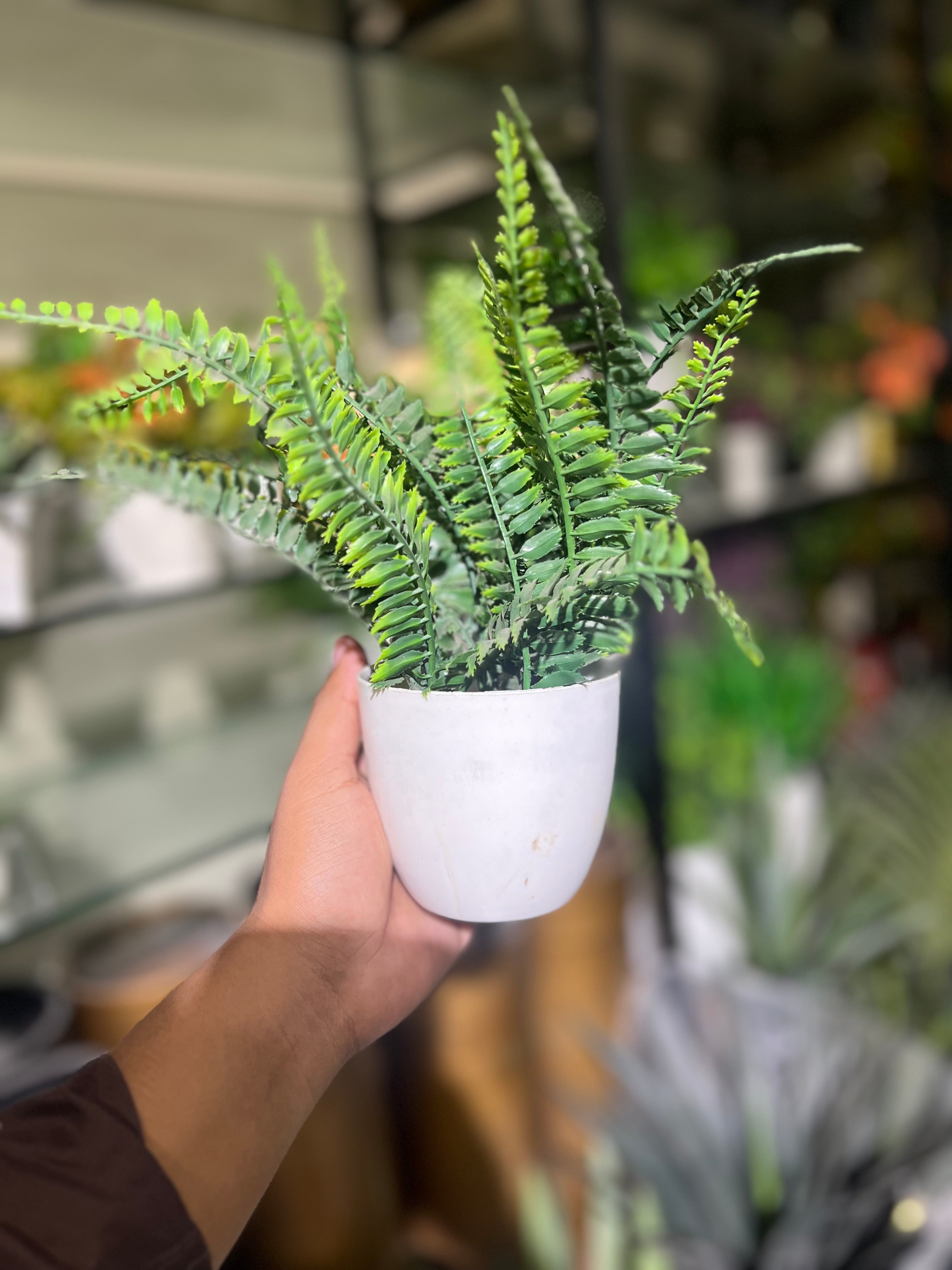 Green fern plant