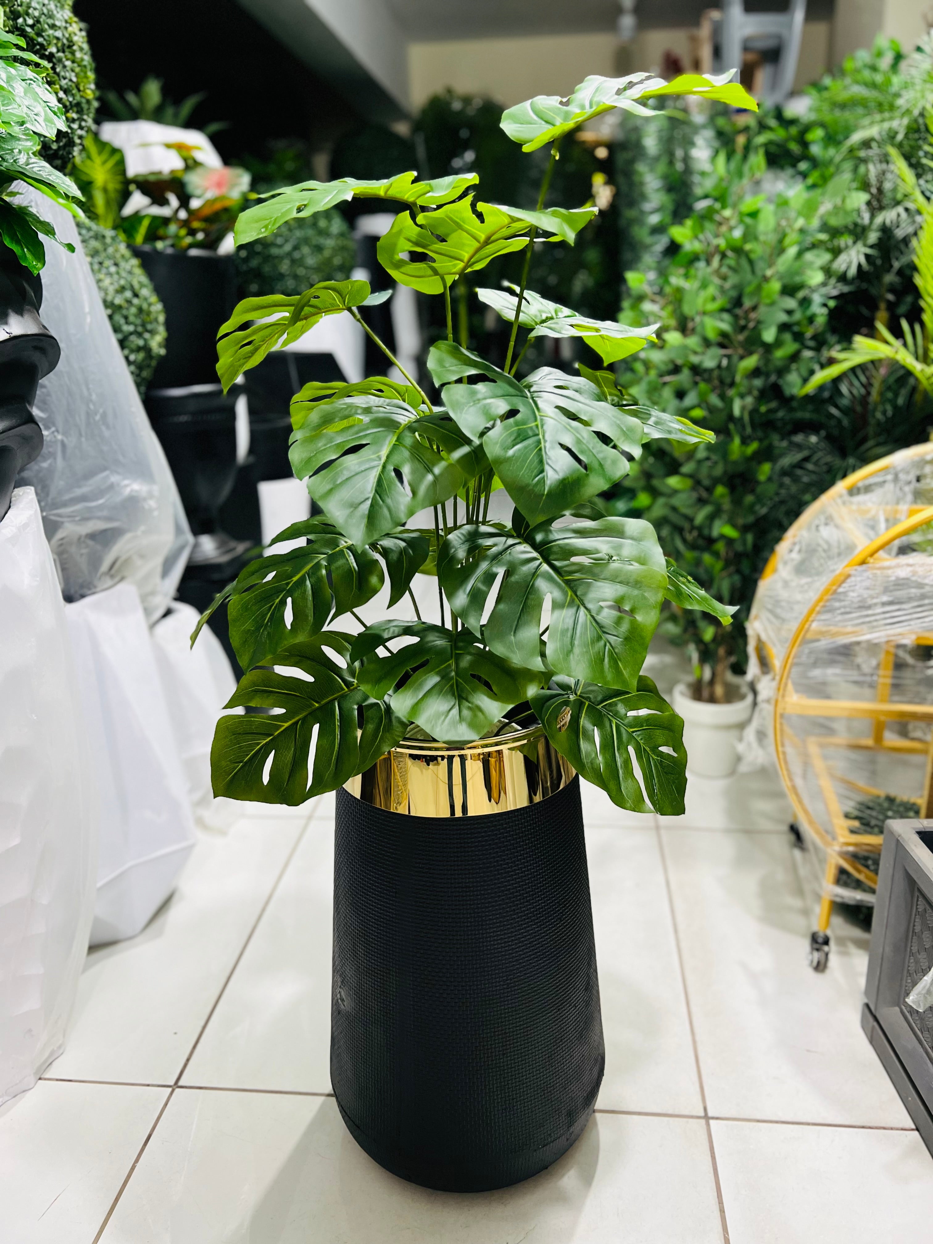 MONSTERA With fiber gold strip planter 26"