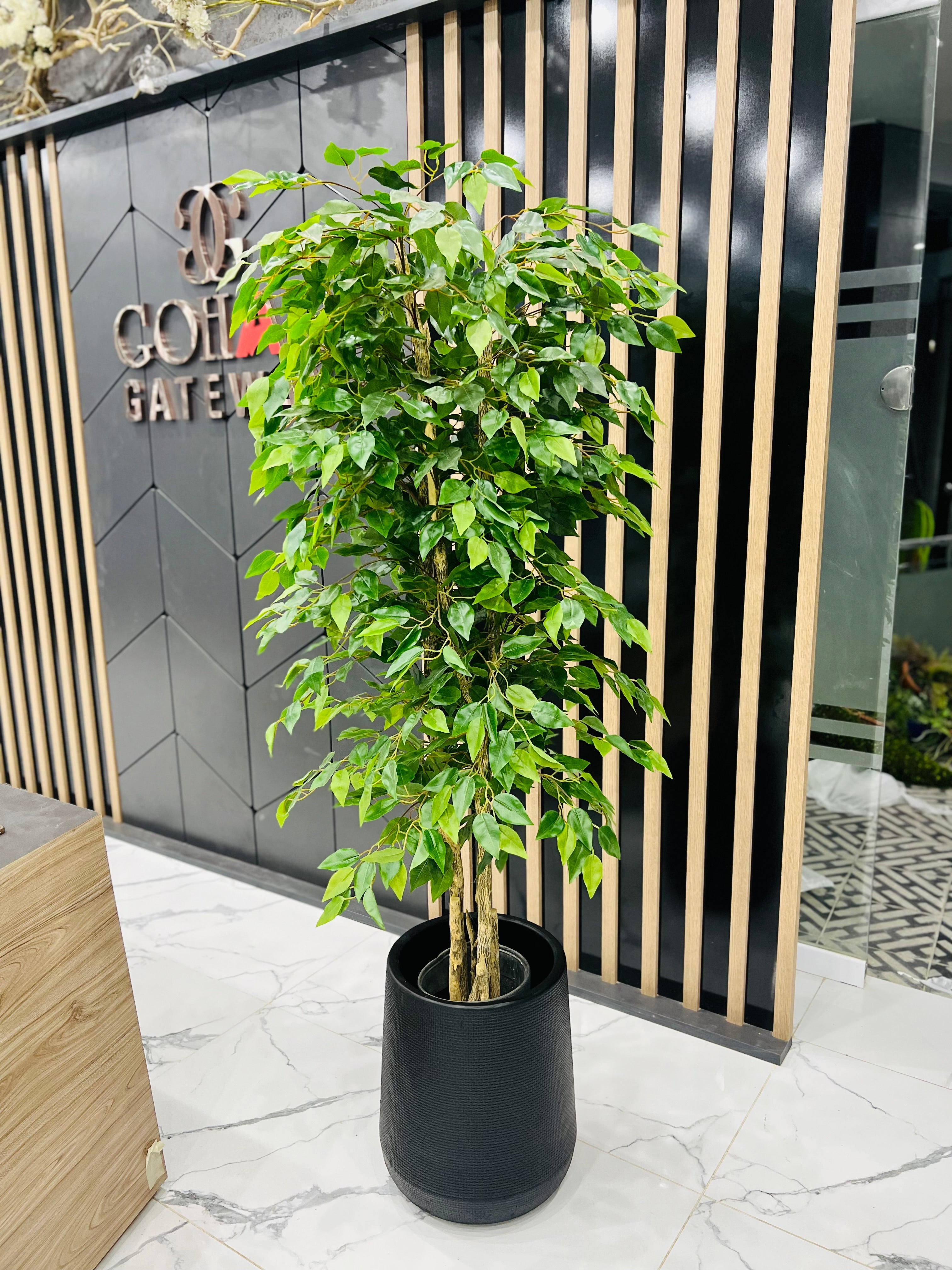 Exclusive ficus tree