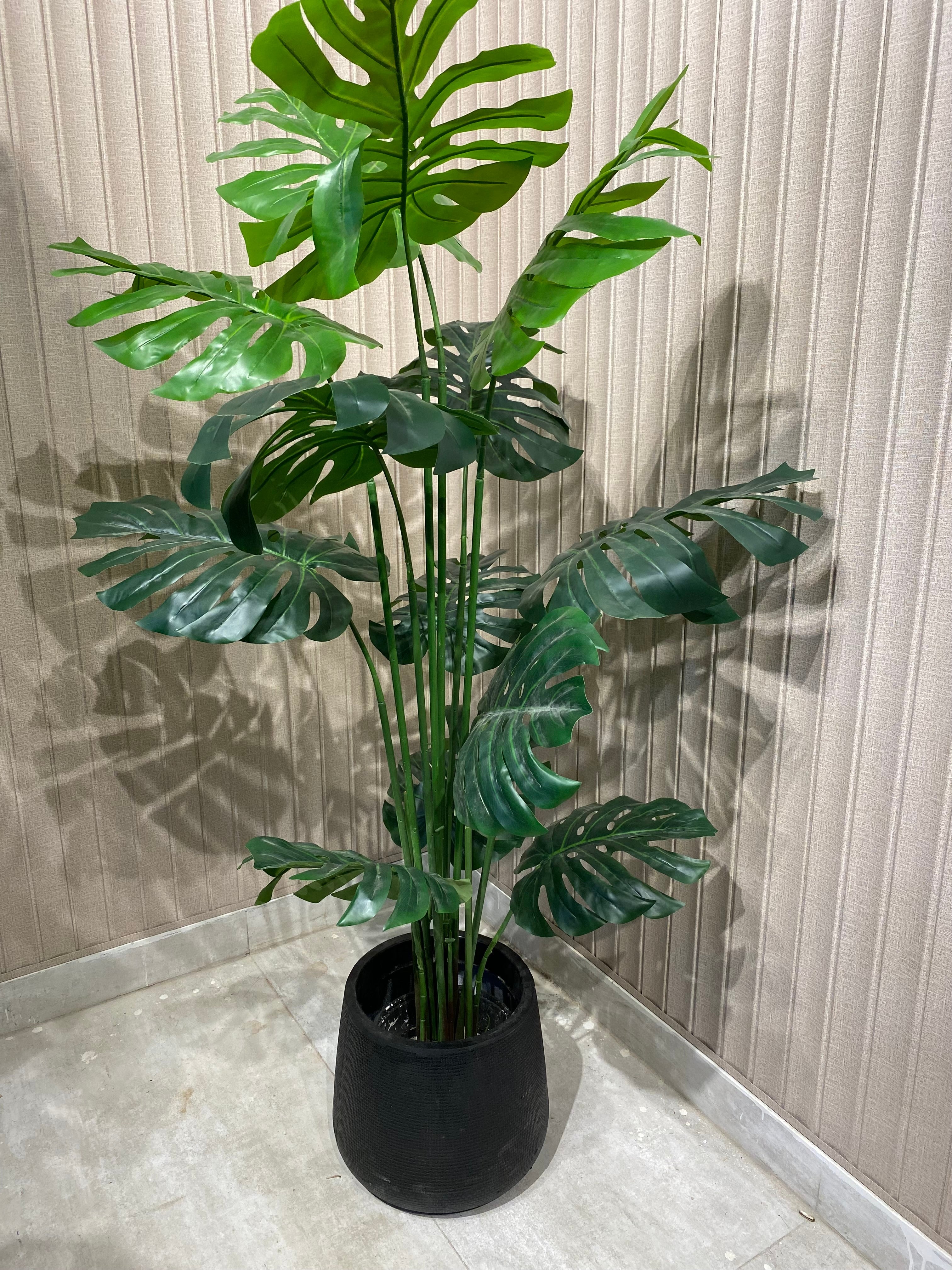 Exclusive Monstera Plants