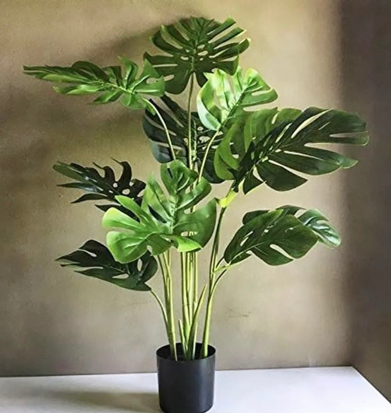 Monstera 5ft Plant