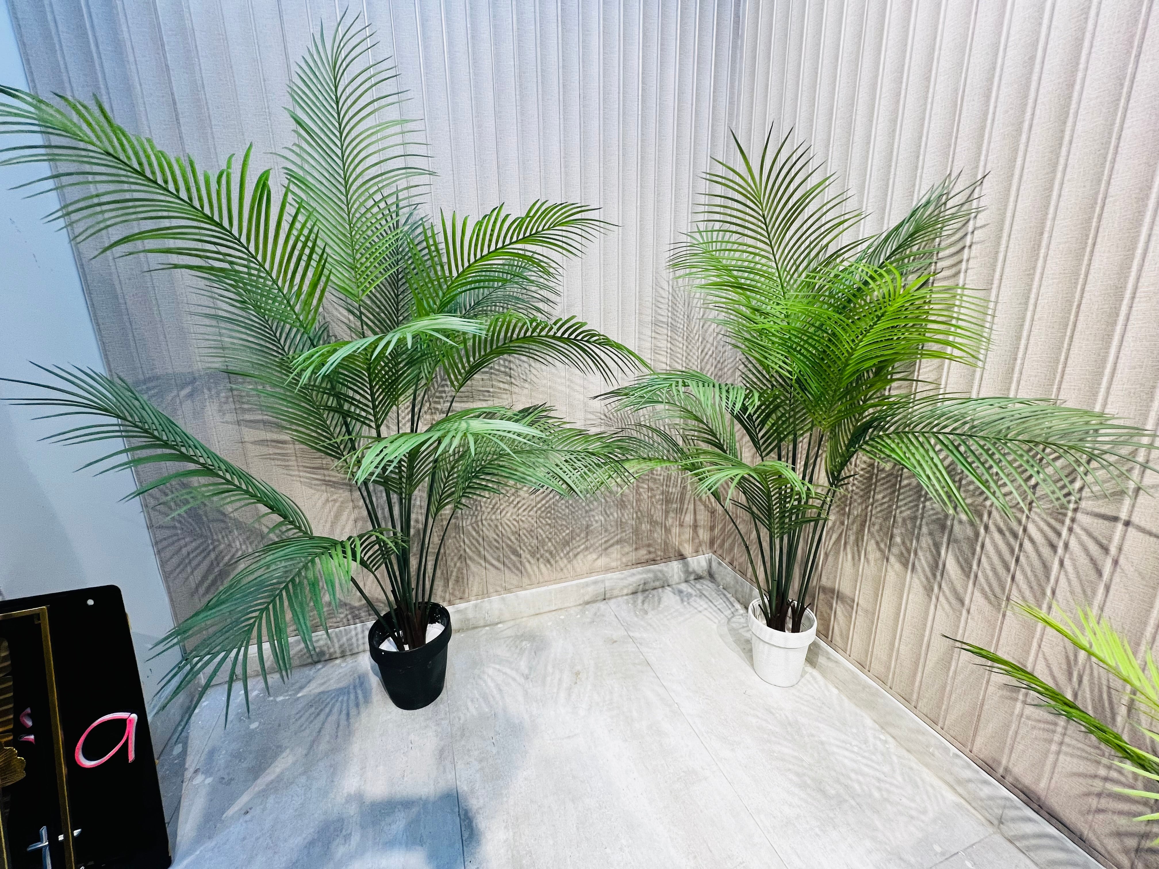 Exclusive Beach Areca Palm