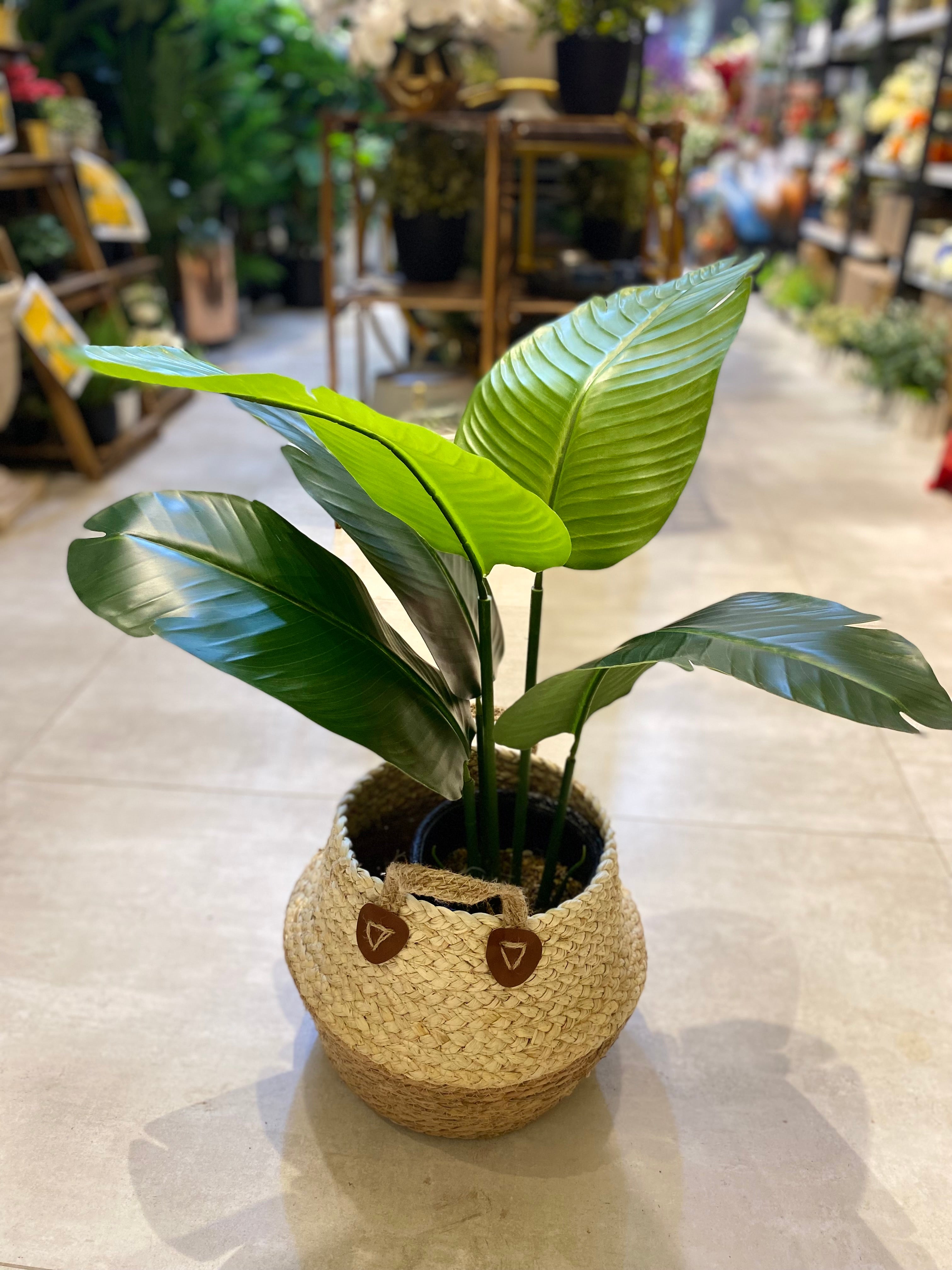 5leaves Banana with Cane Planter