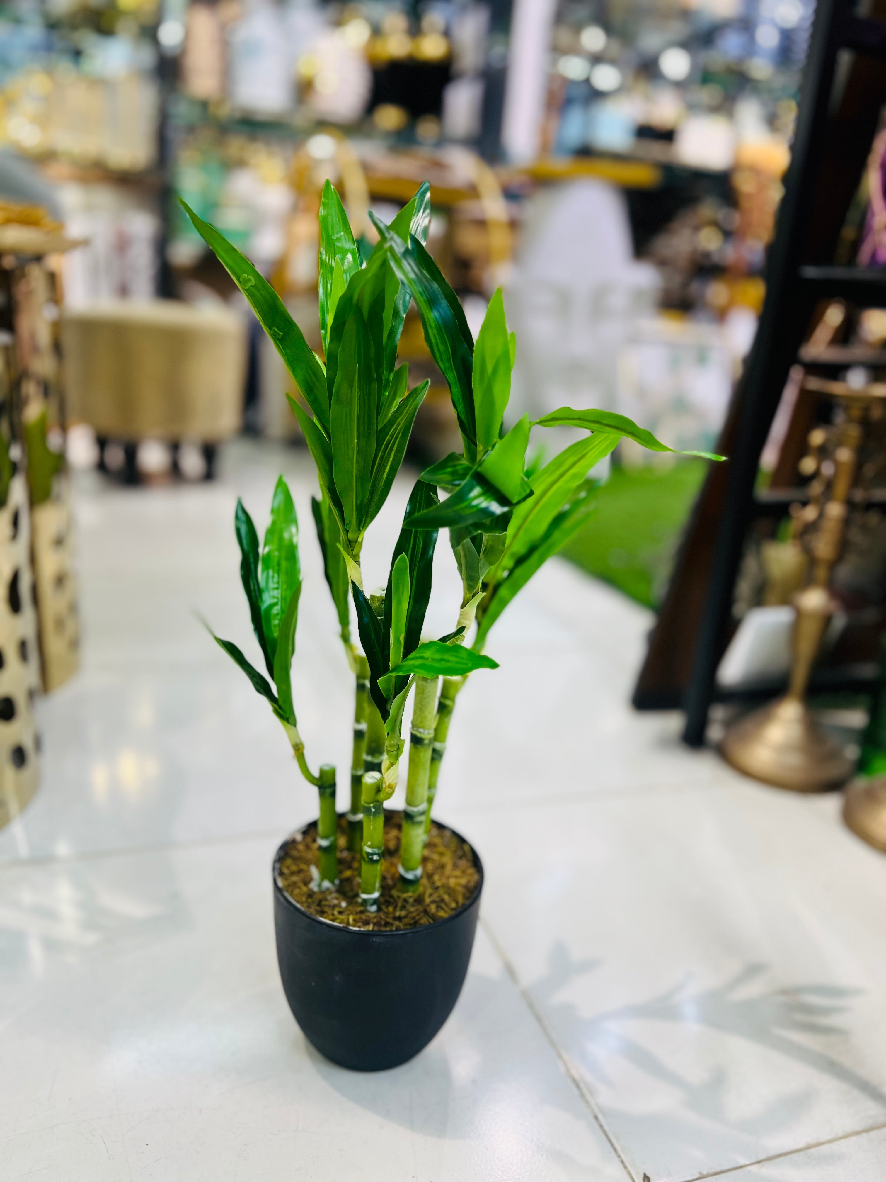 Lucky Bamboo Shoots with Pot