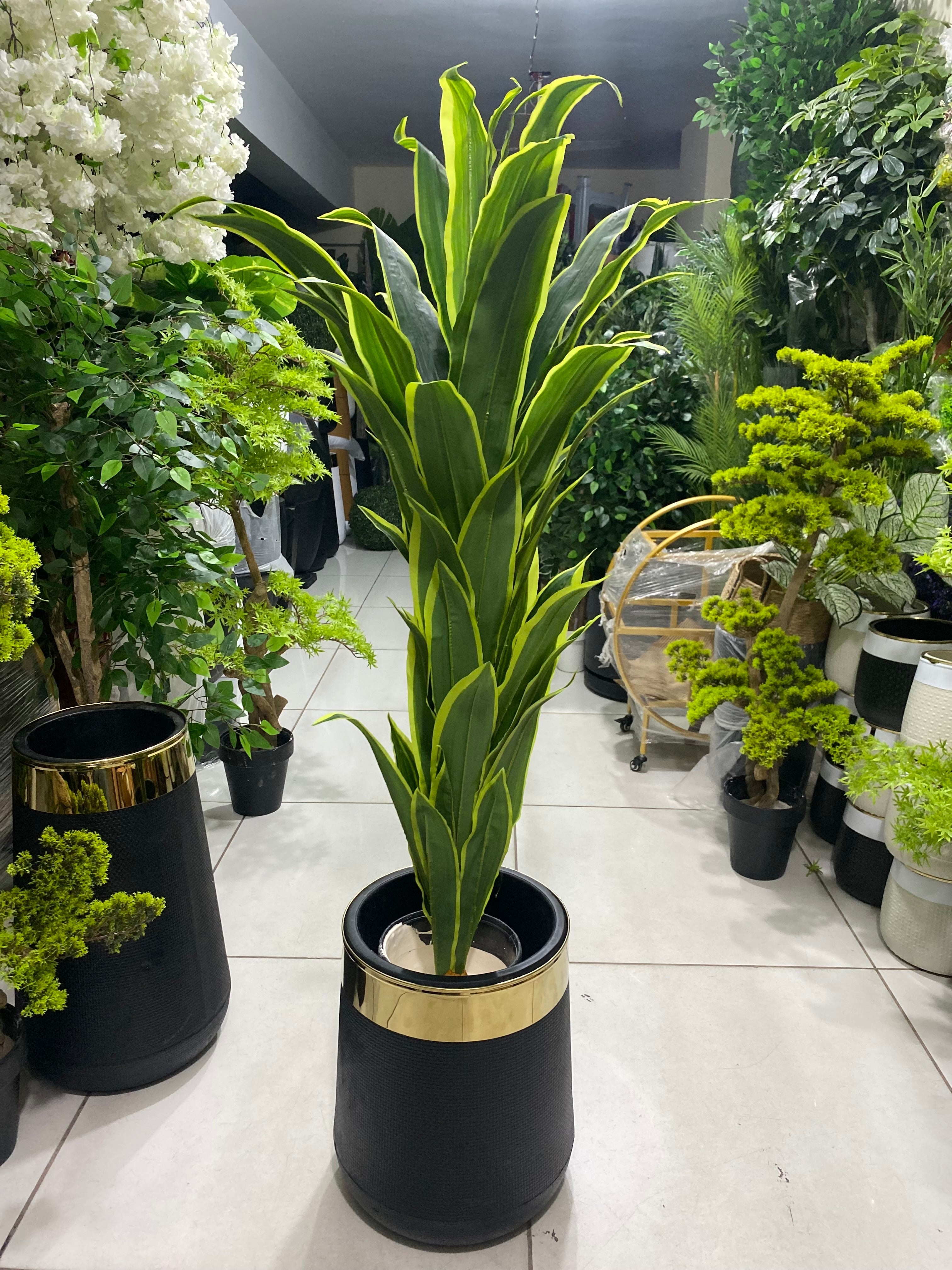 Exclusive Snake Plant