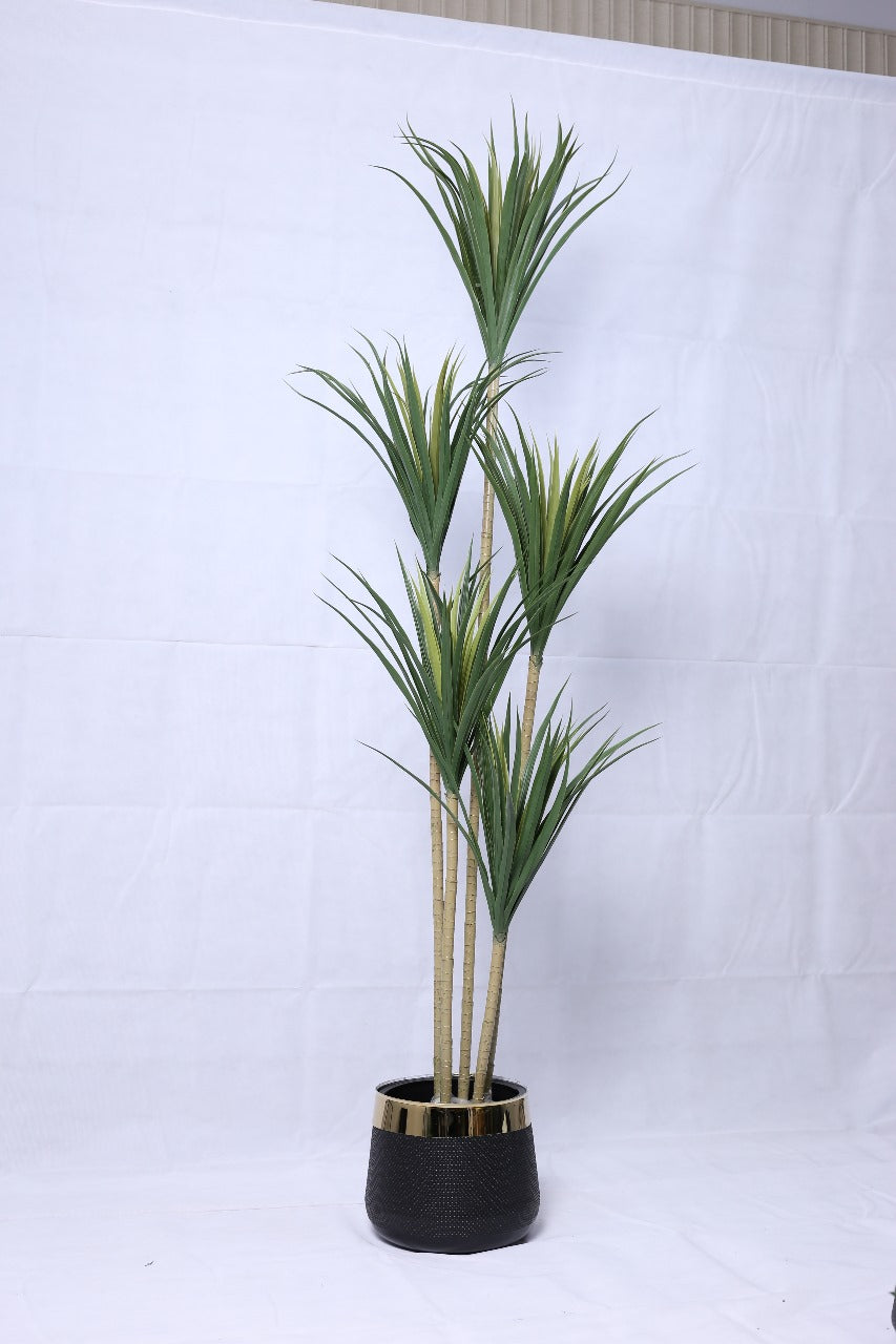 Dracaena Plant