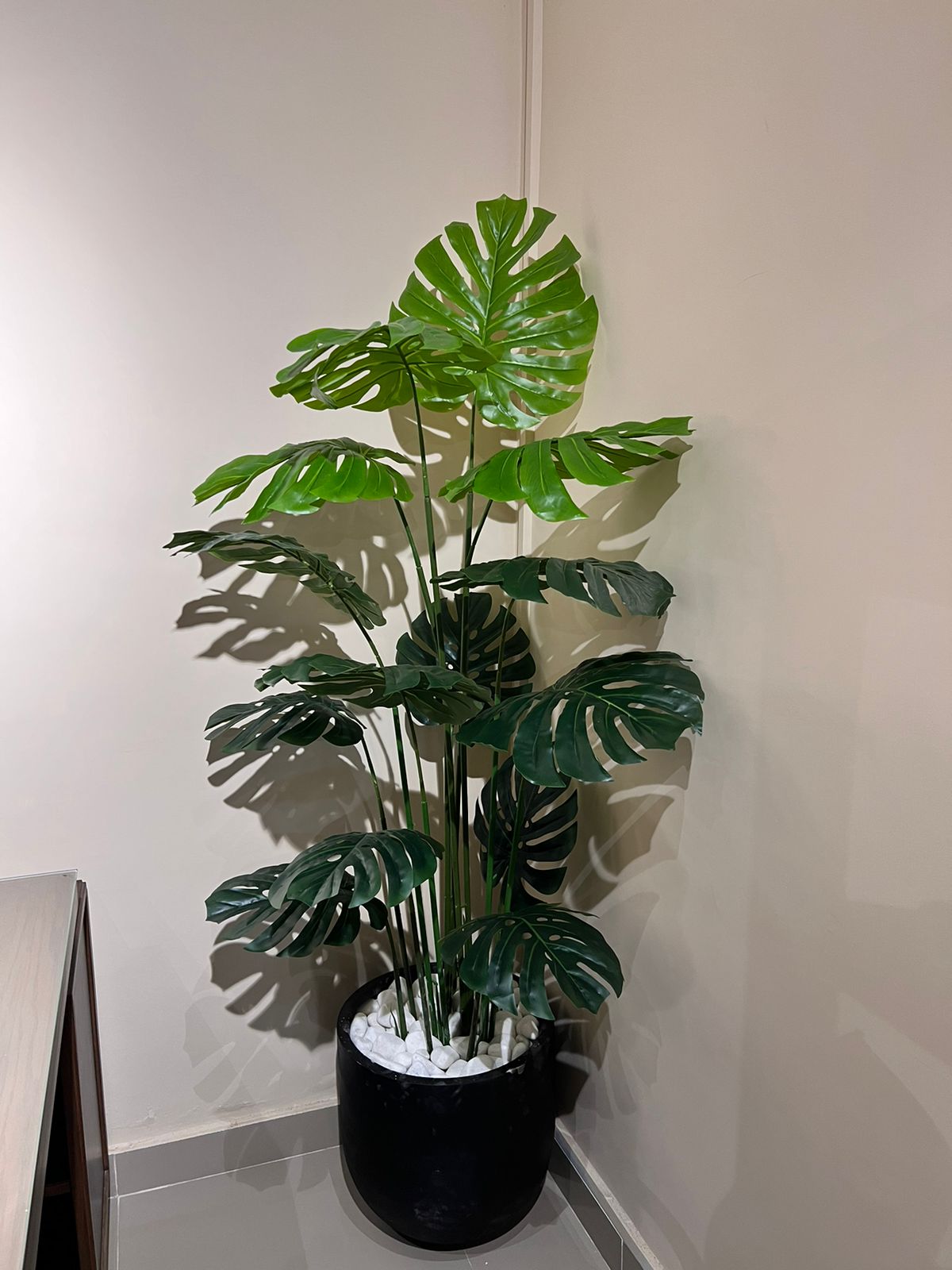 Monstera Plant with Planter