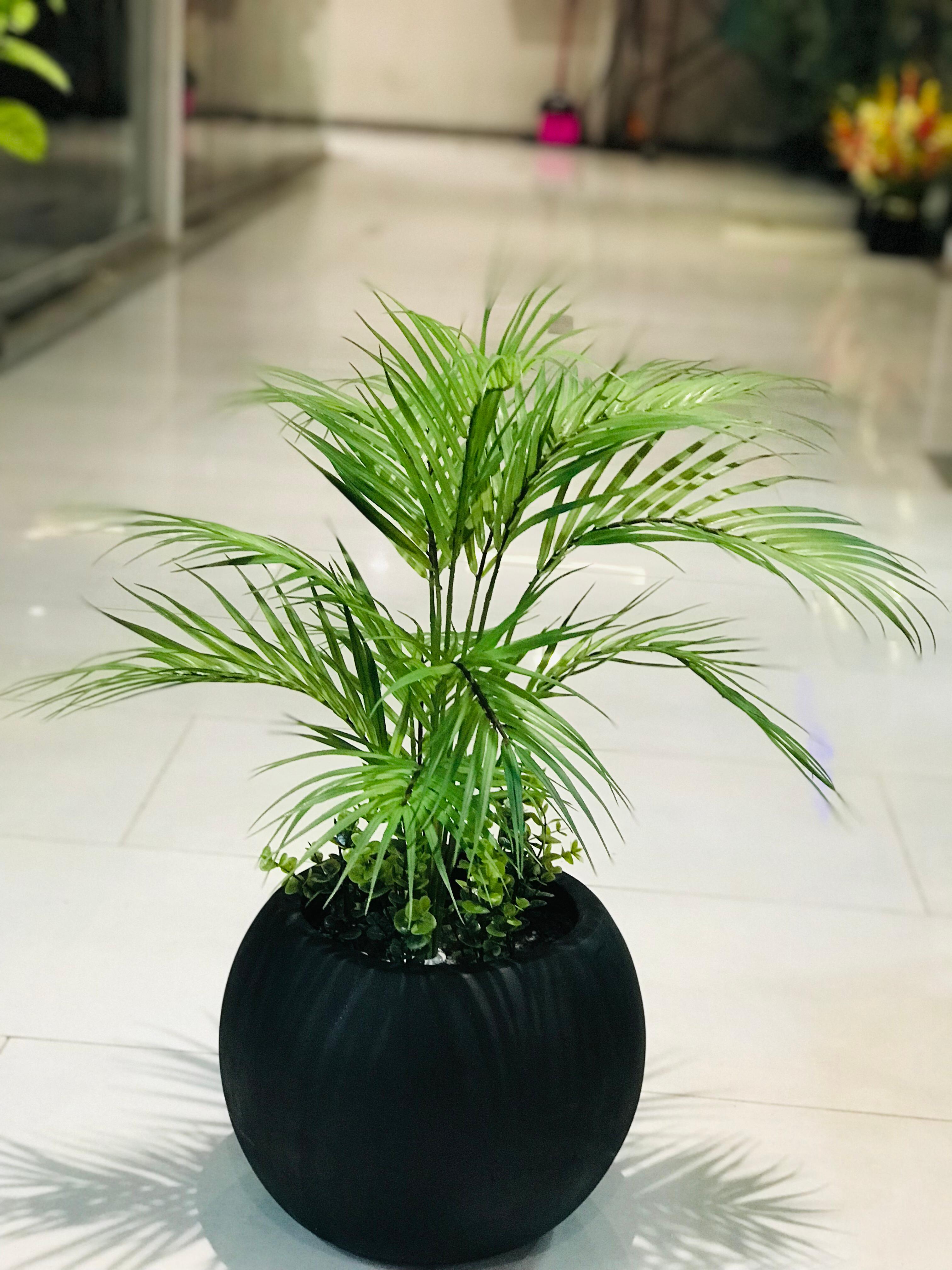 Small Beach Areca With Planter