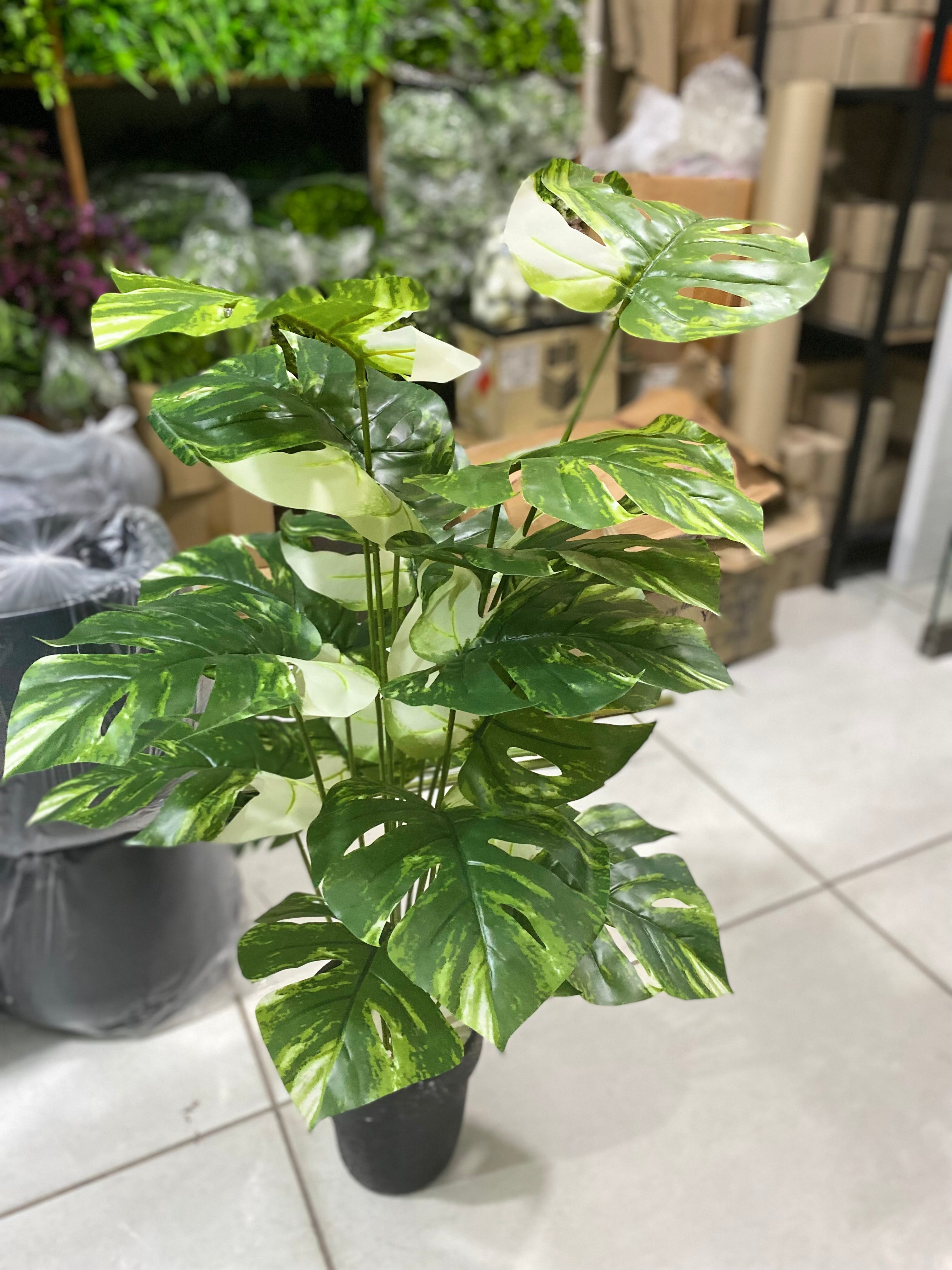 Monstera with 18 leaves