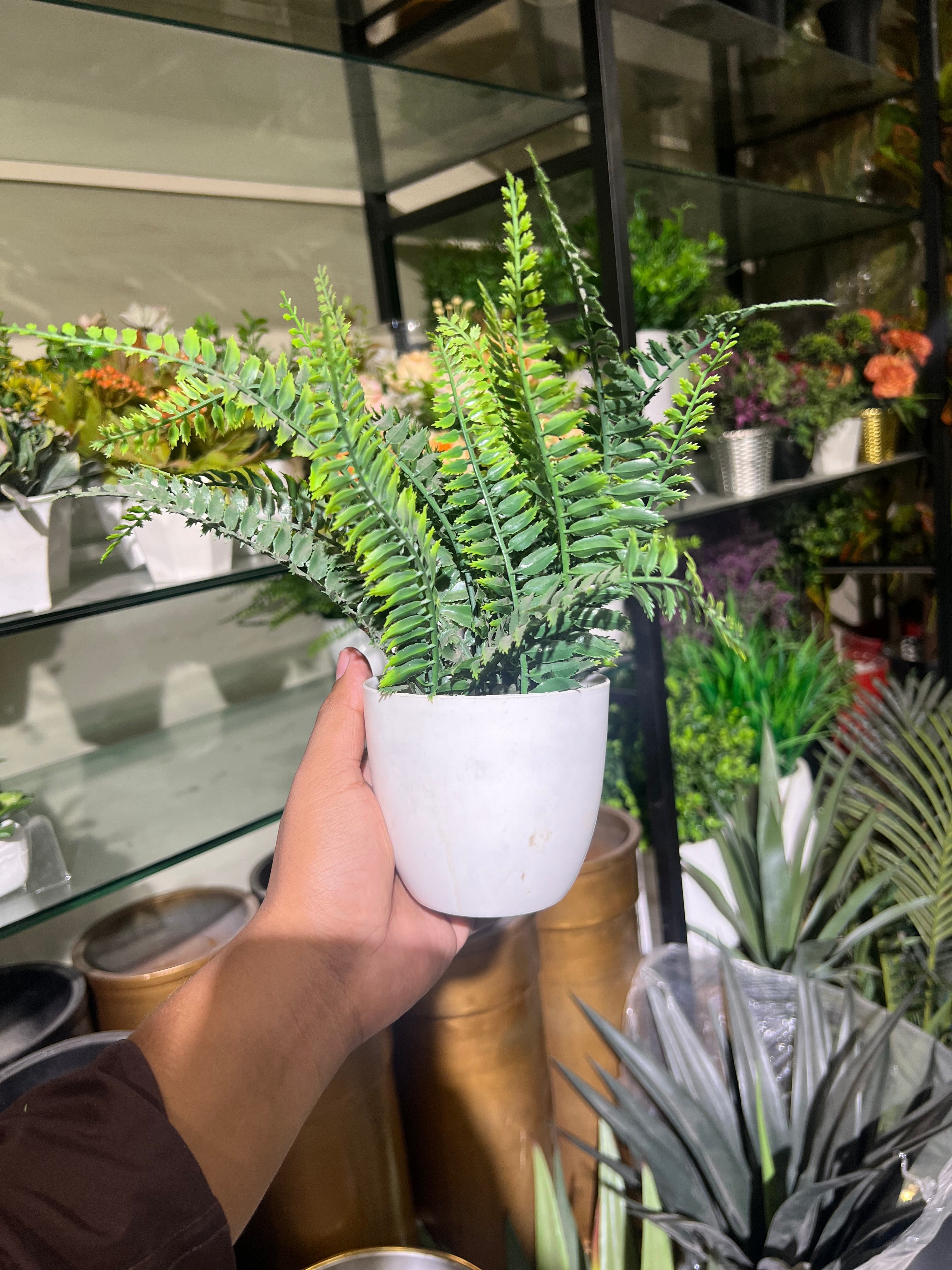 Green fern plant