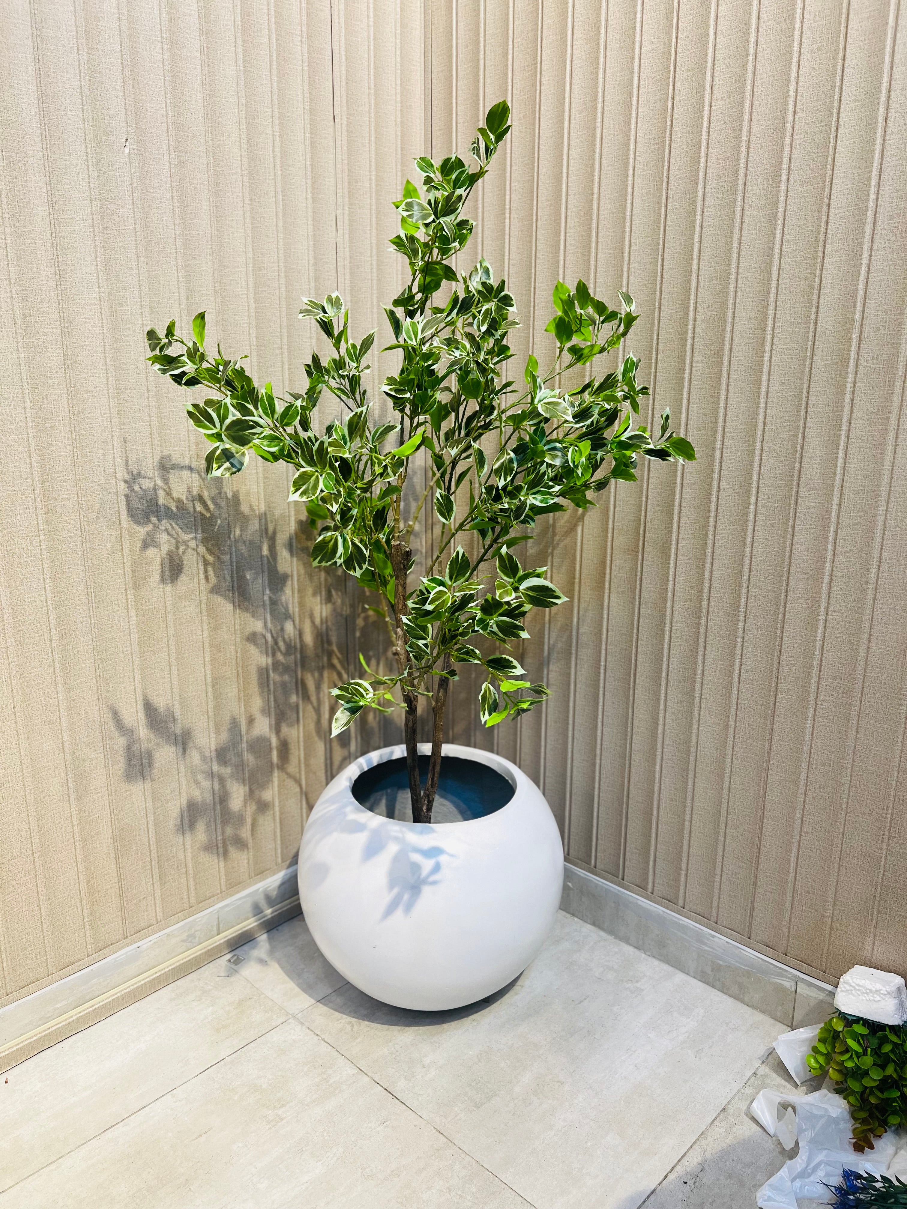 Elite ficus tree