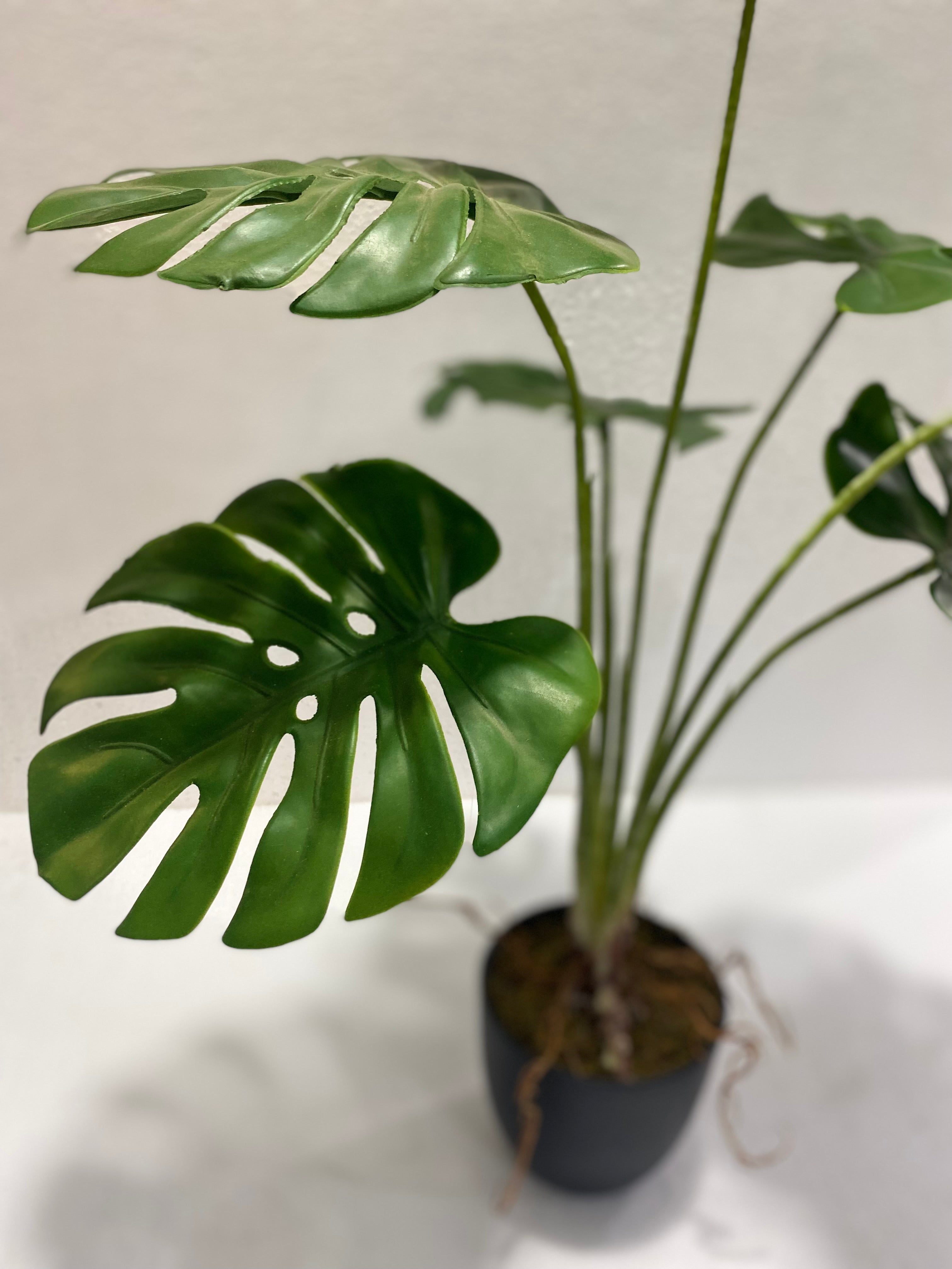 Small Pot Monstera