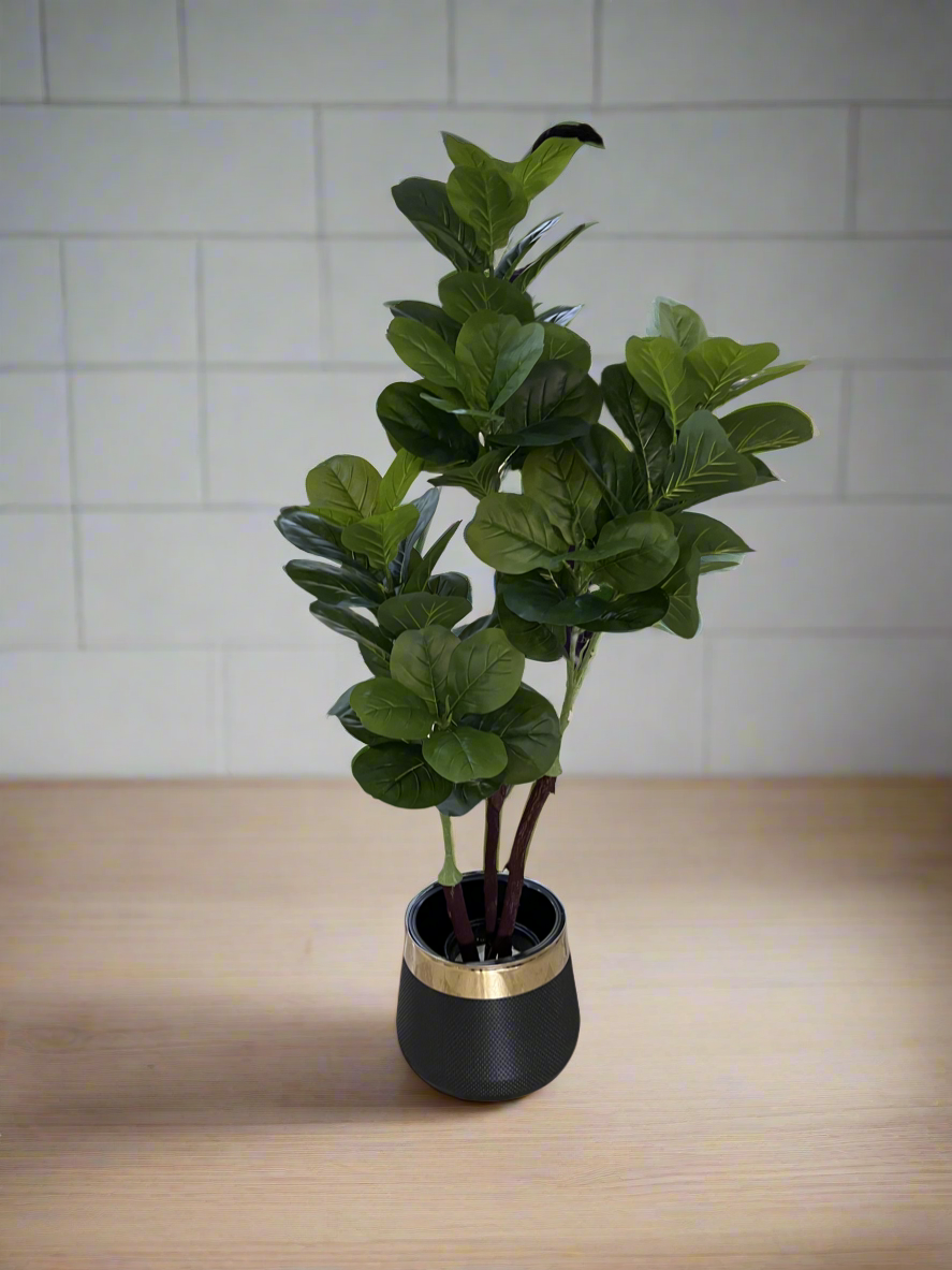 Fiddle Fig Leaf Plant