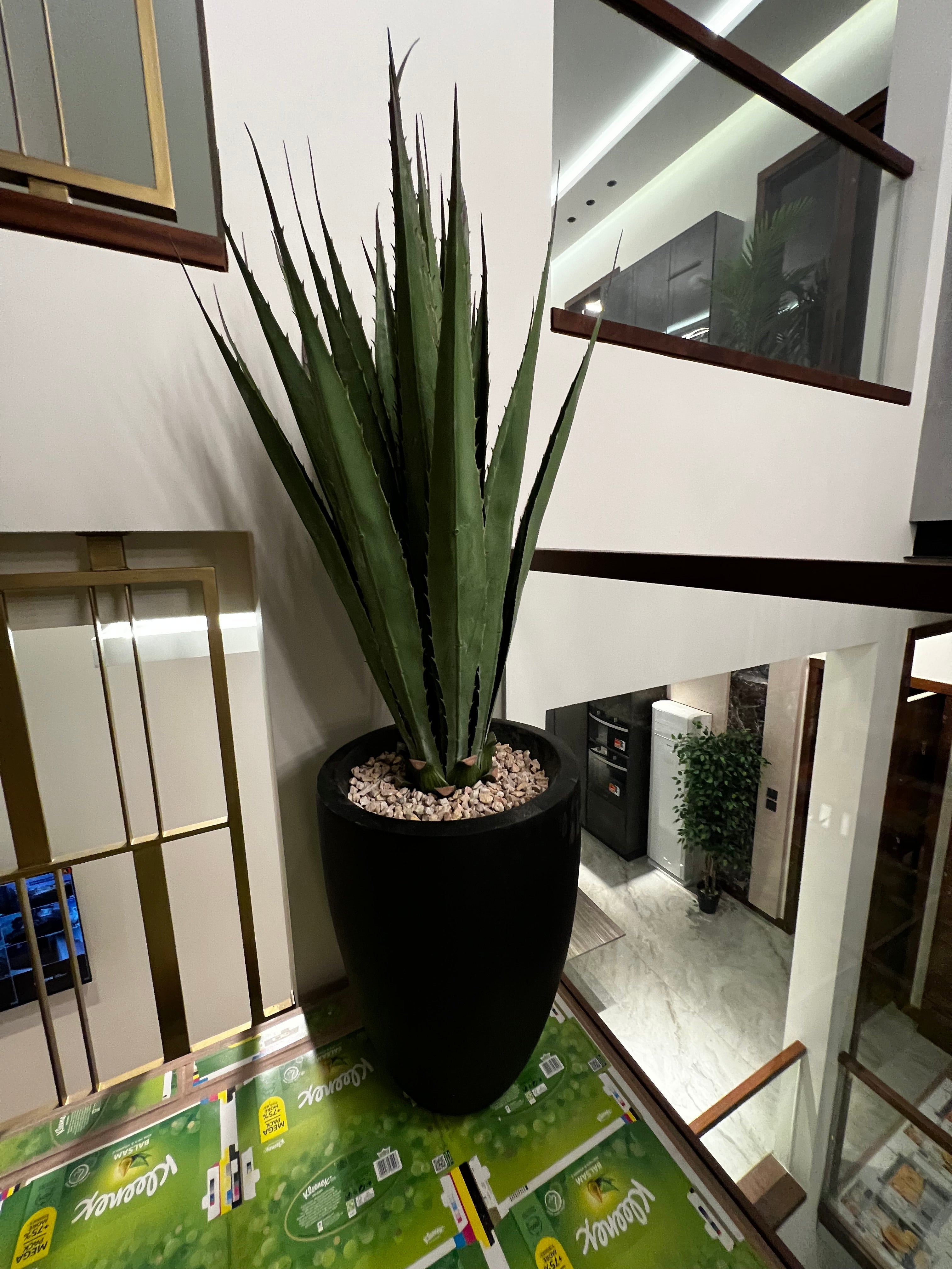 AloeVera with fiber planter