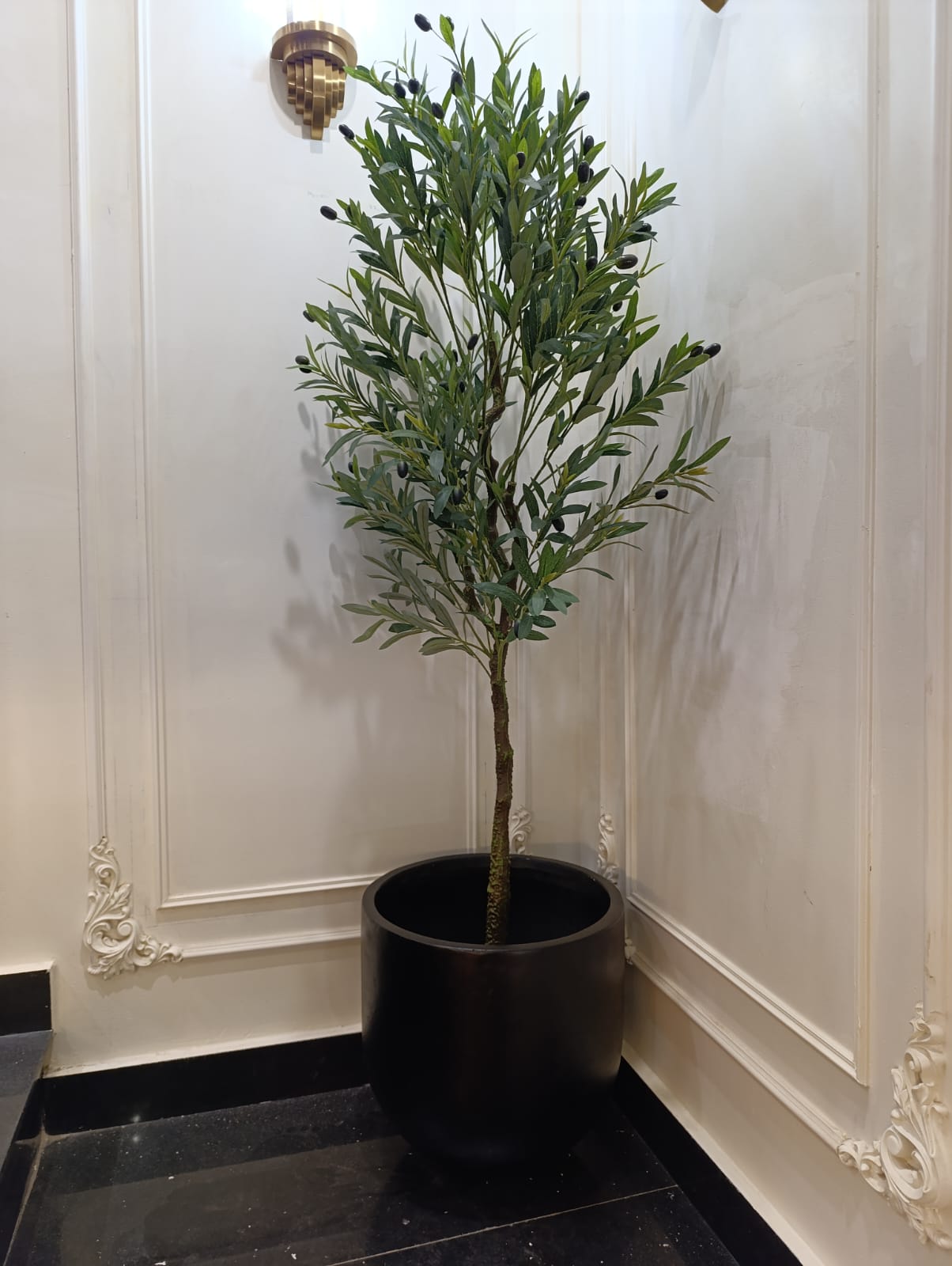 Exclusive Olive Tree