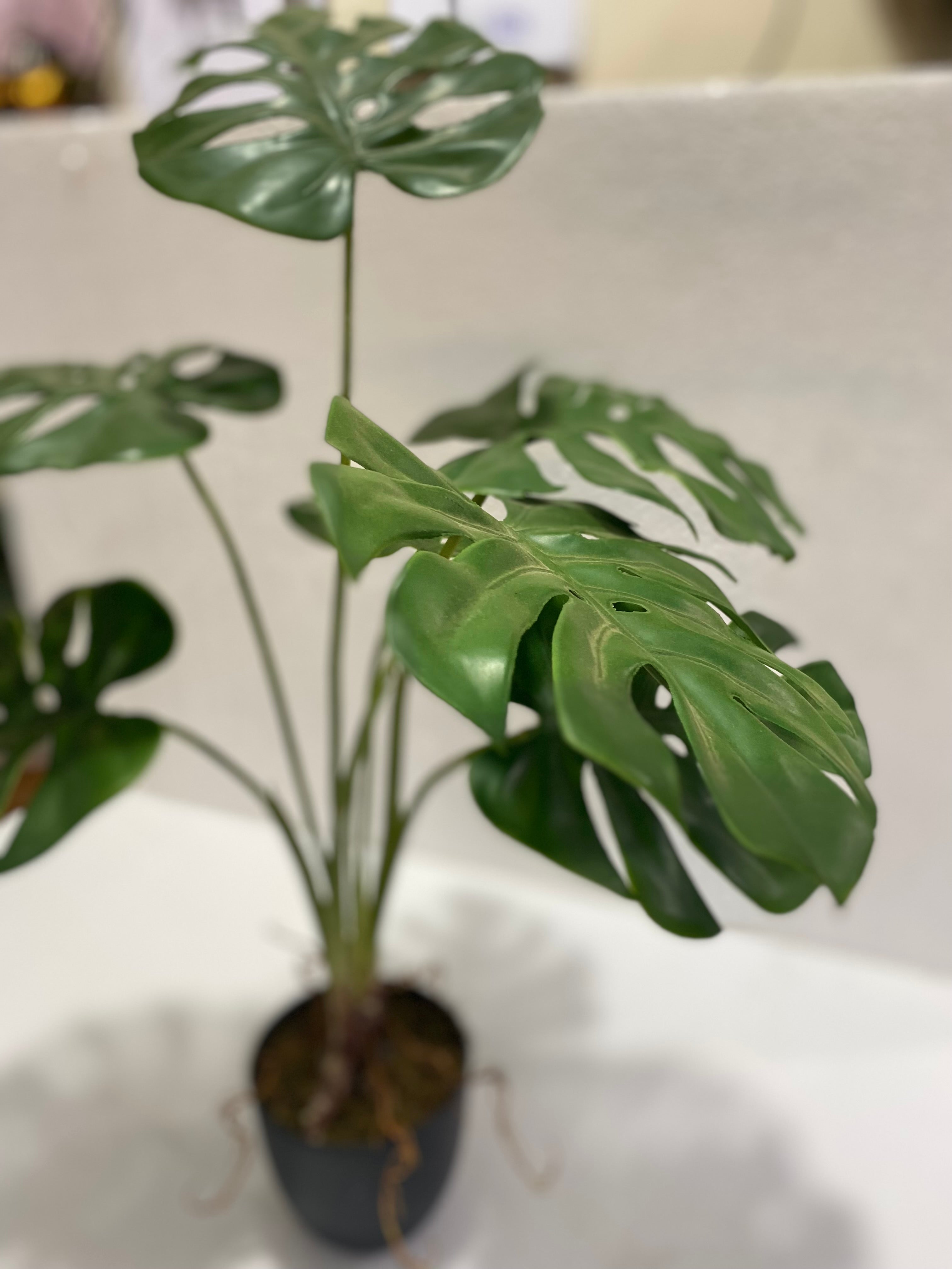 Small Pot Monstera