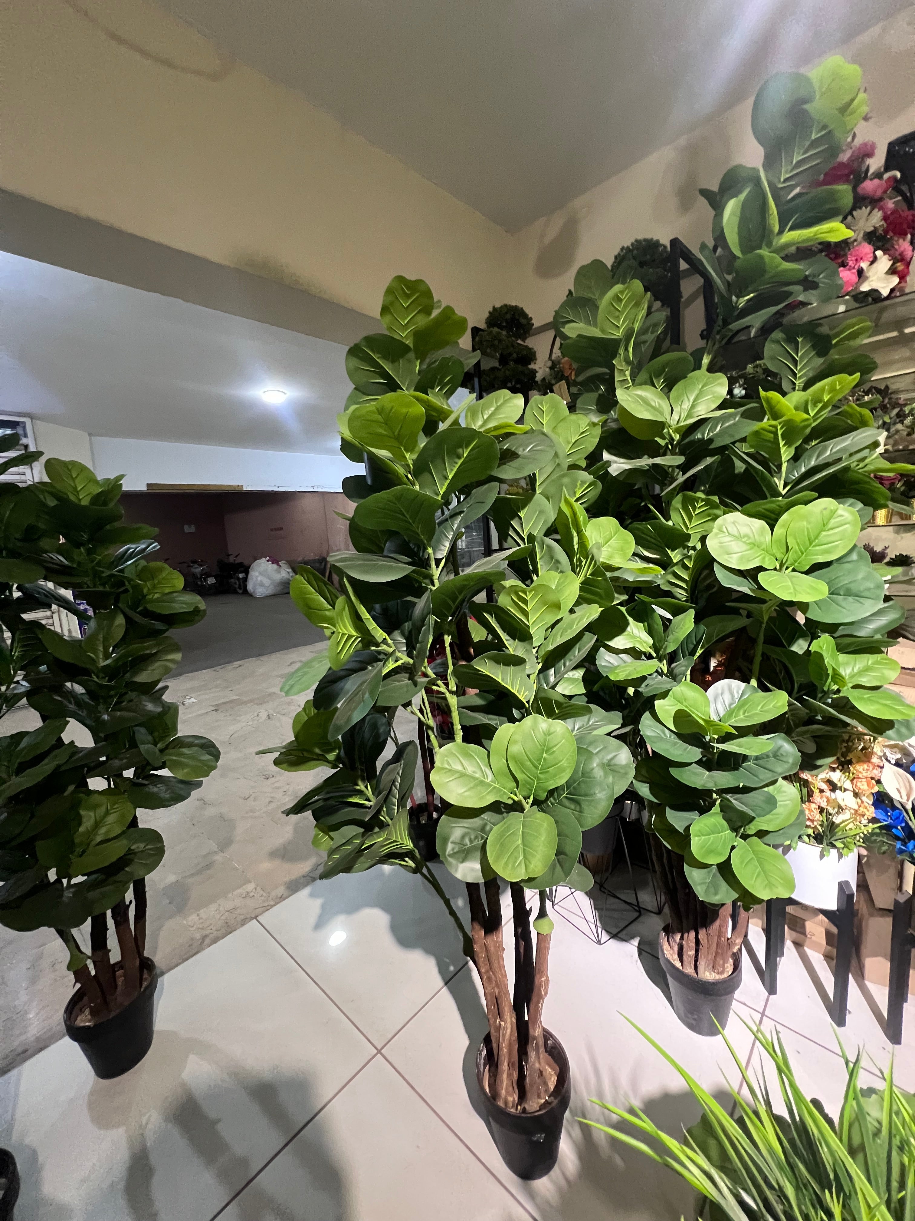 Fiddle Fig Leaf Plant