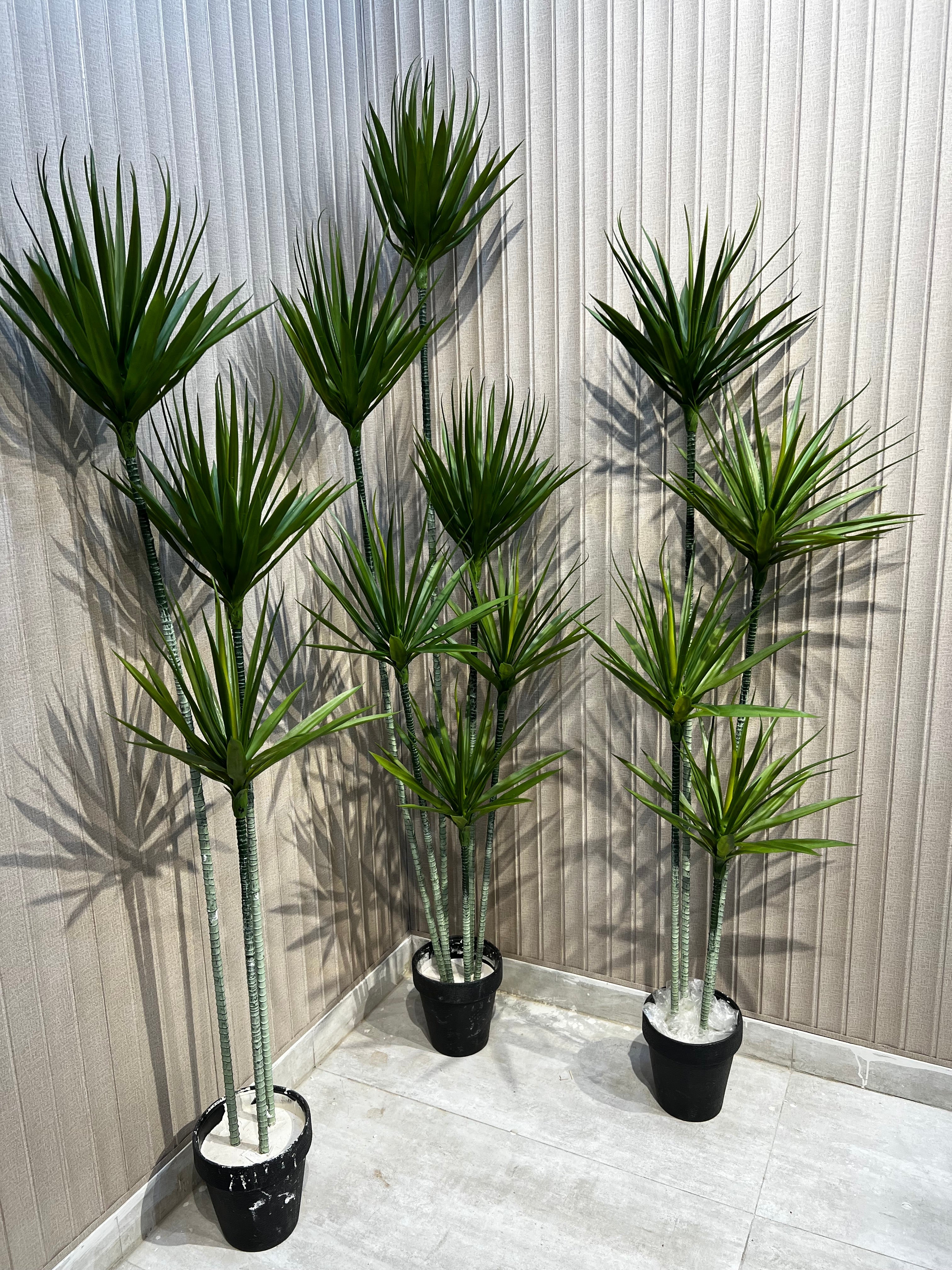 Exclusive yucca plants