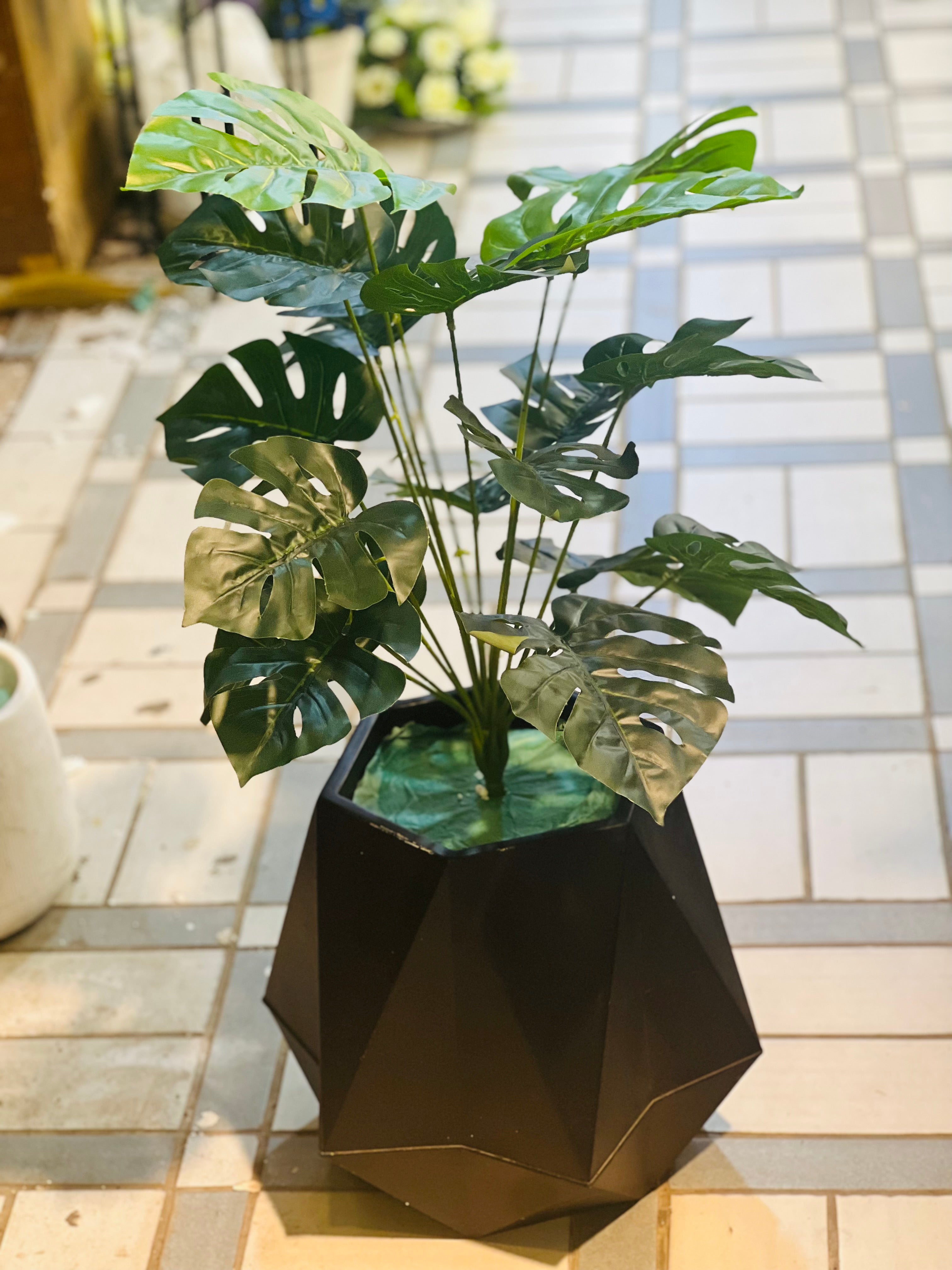 Plant with hexagon pot