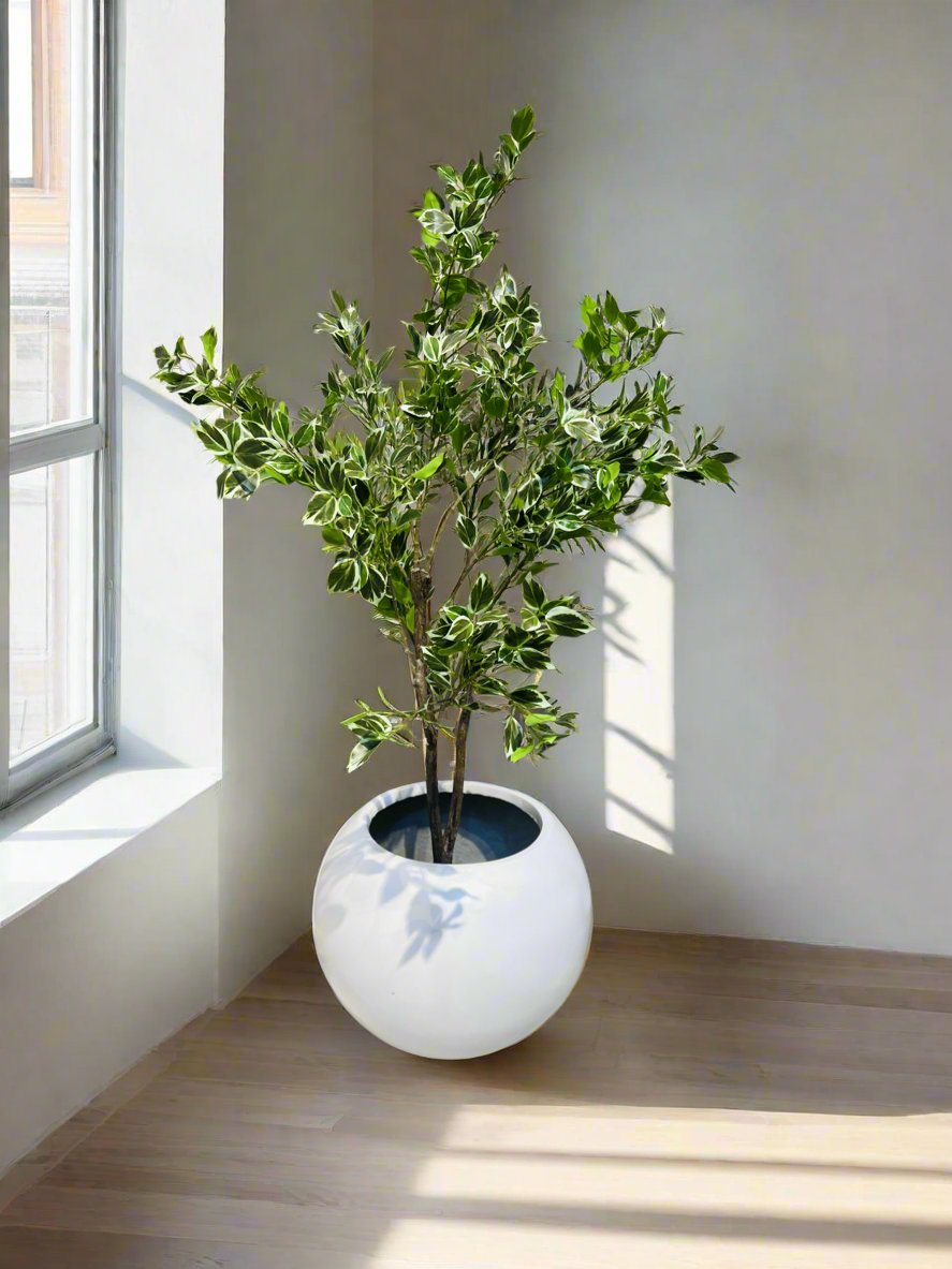 Imported Ficus tree