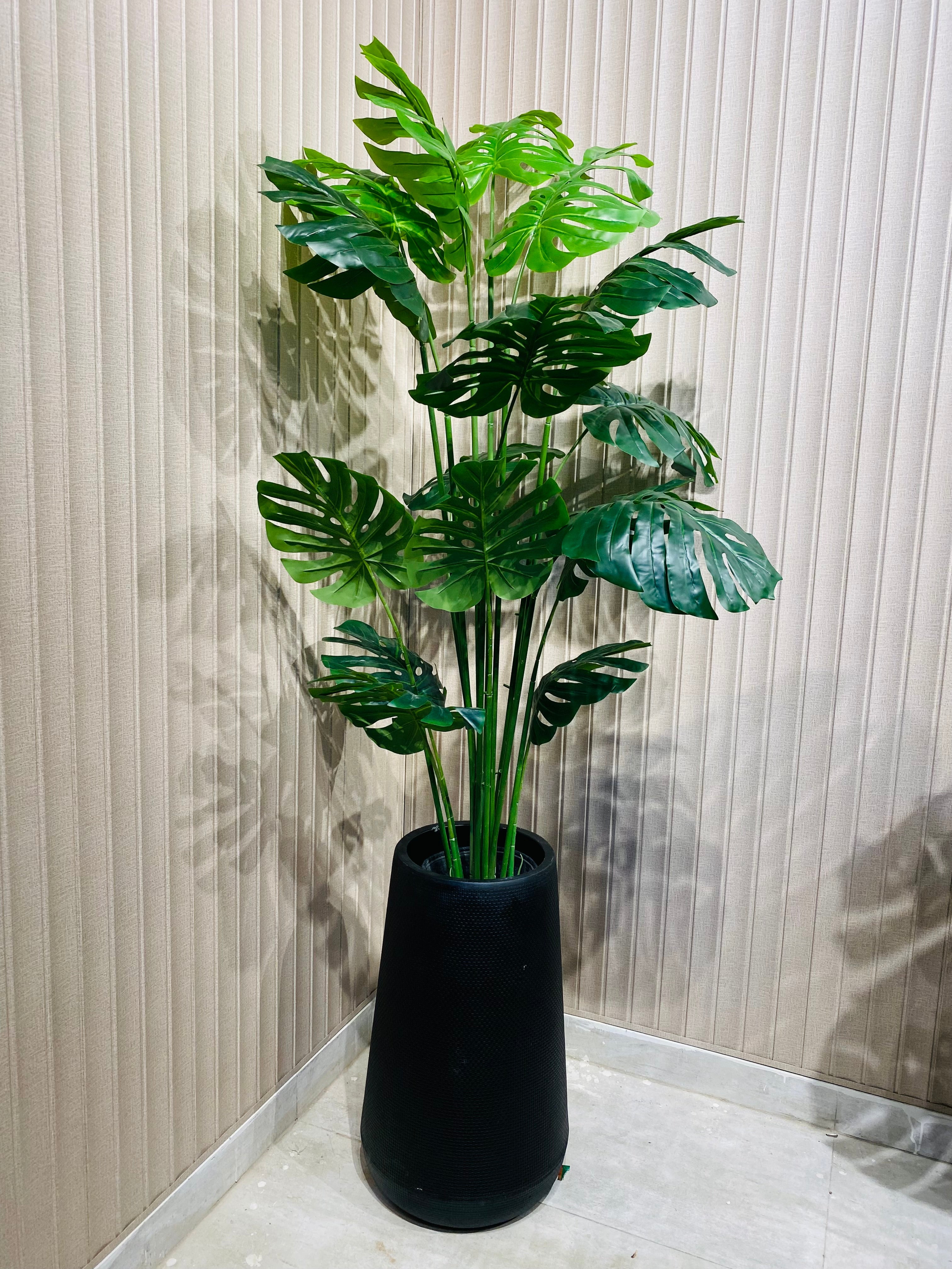 Exclusive Monstera Plants