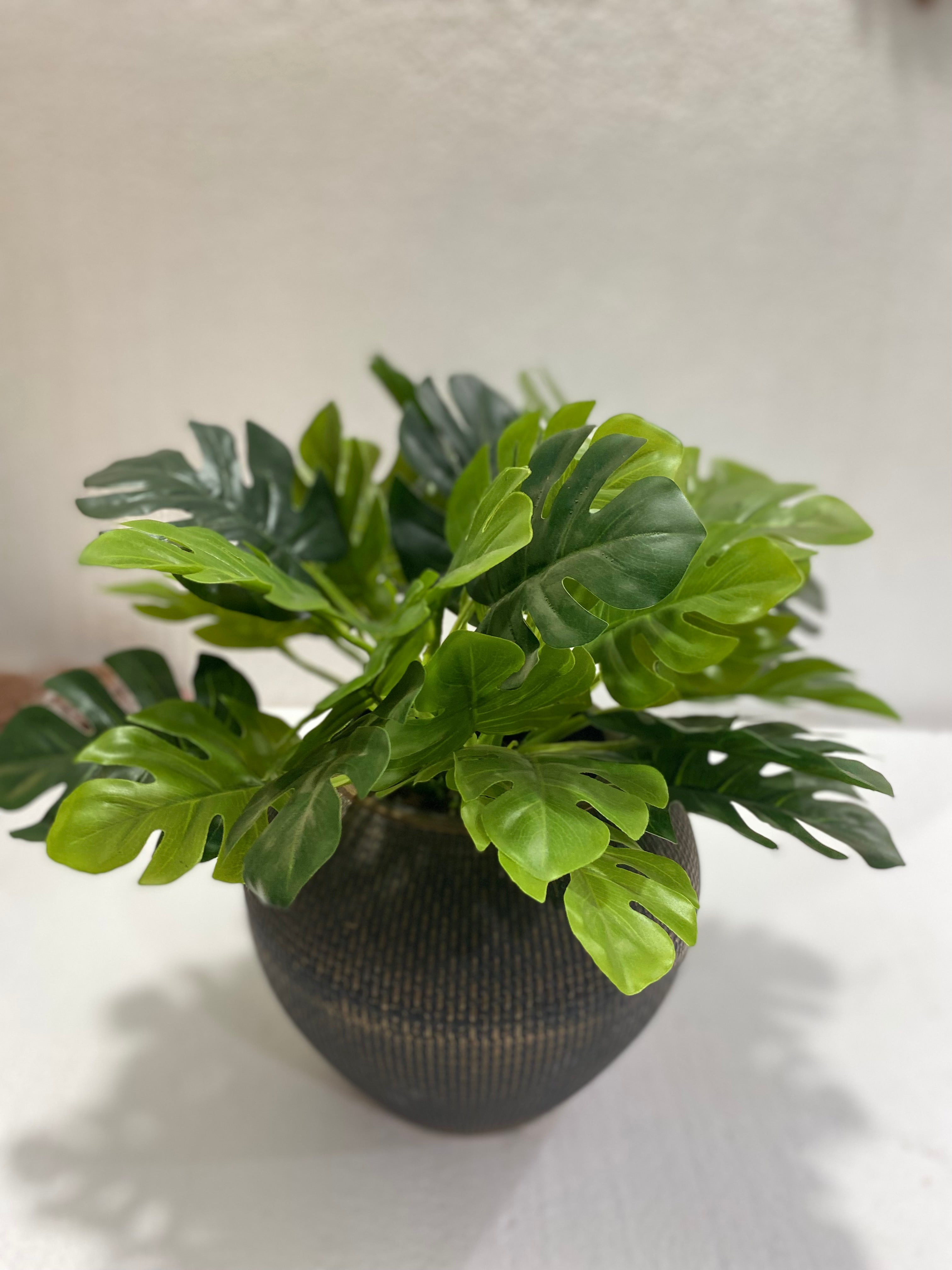 Fiber antique Pot Monstera