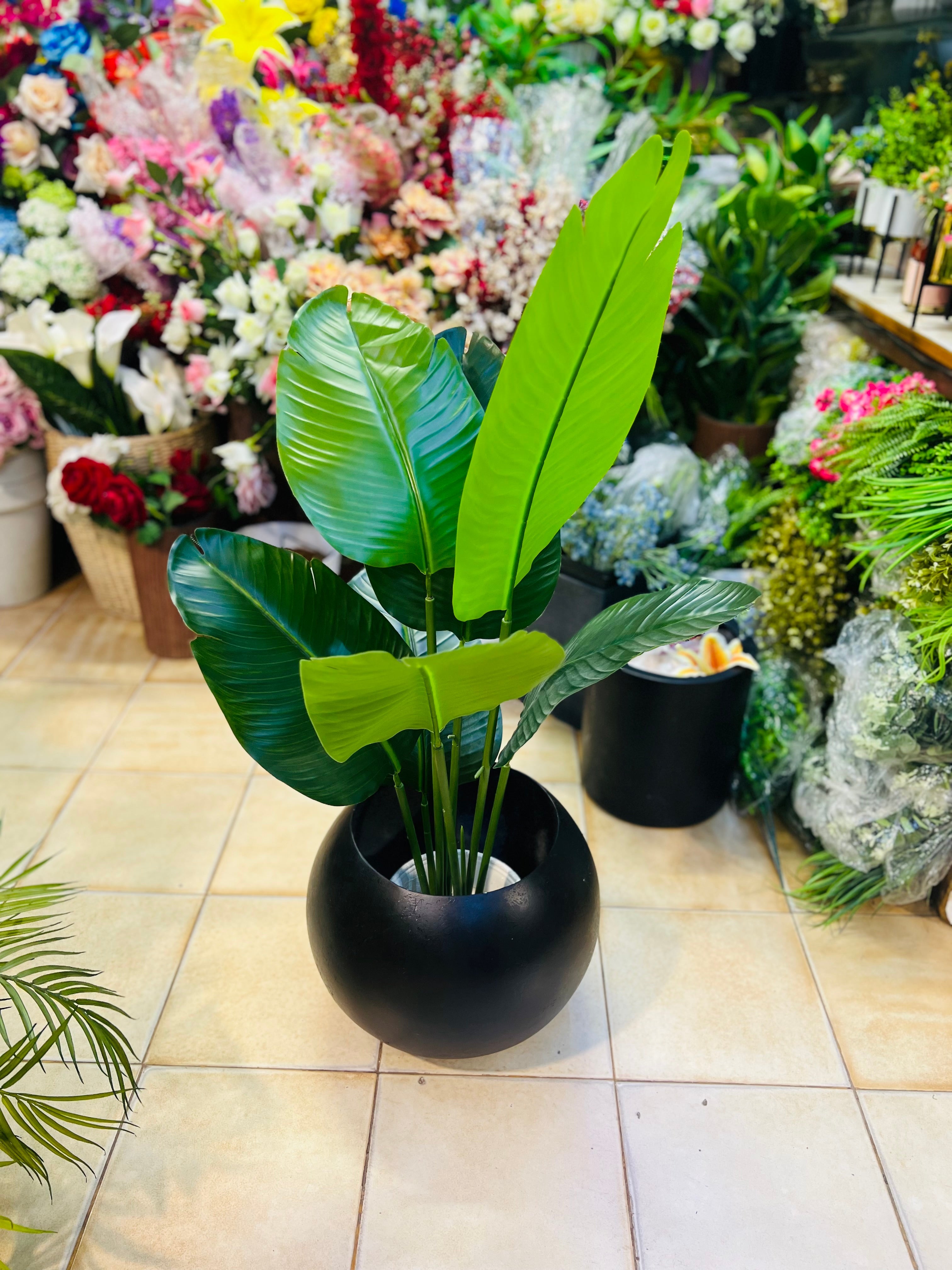 Banana palm with Round Pot