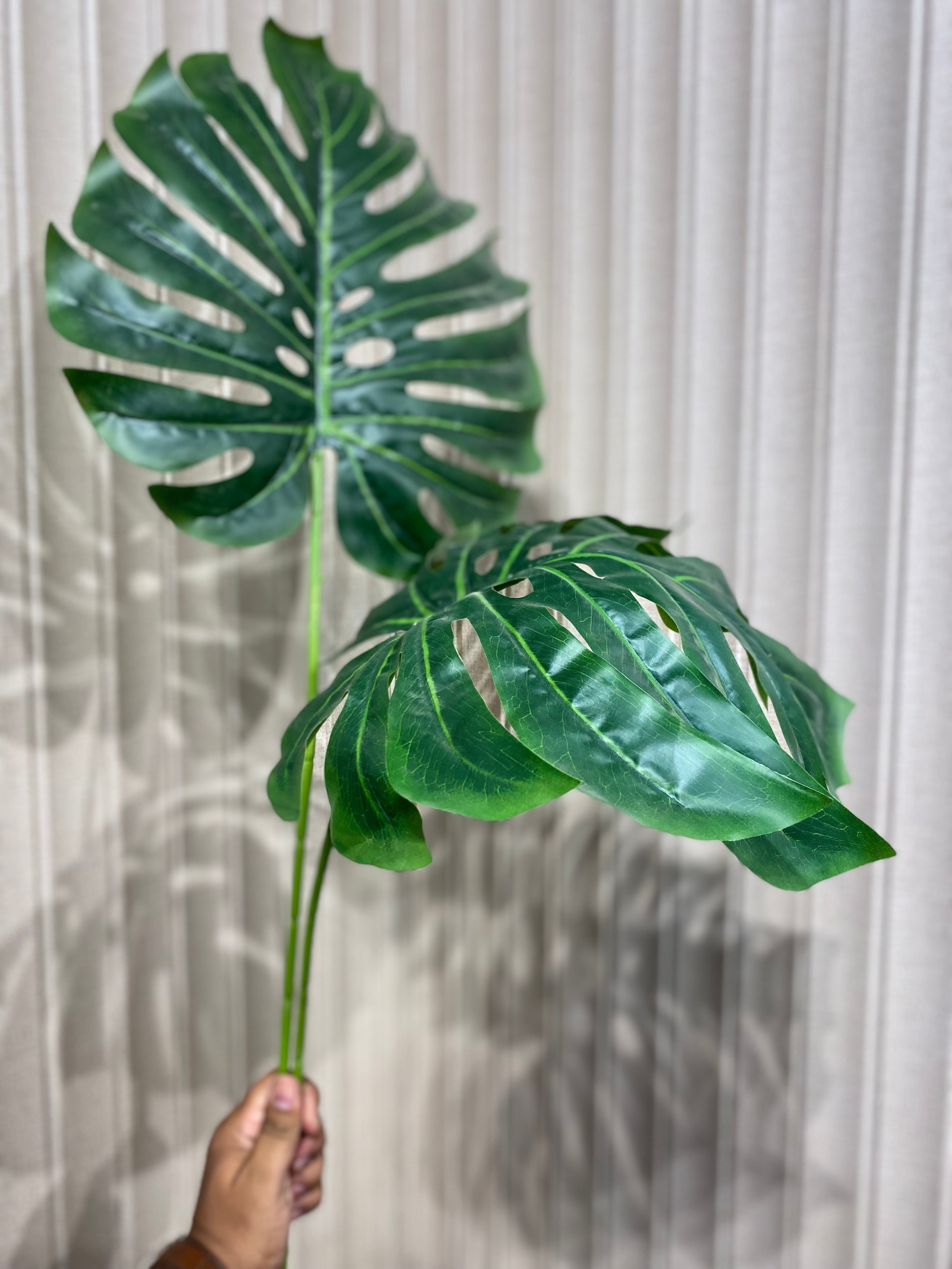 Elite monstera Leaf