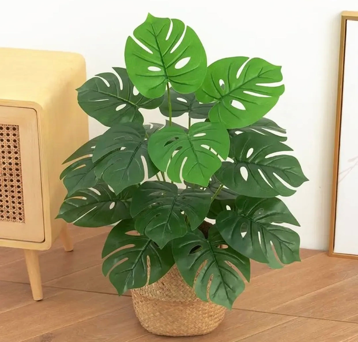 18 leaves Monstera with Cane Basket