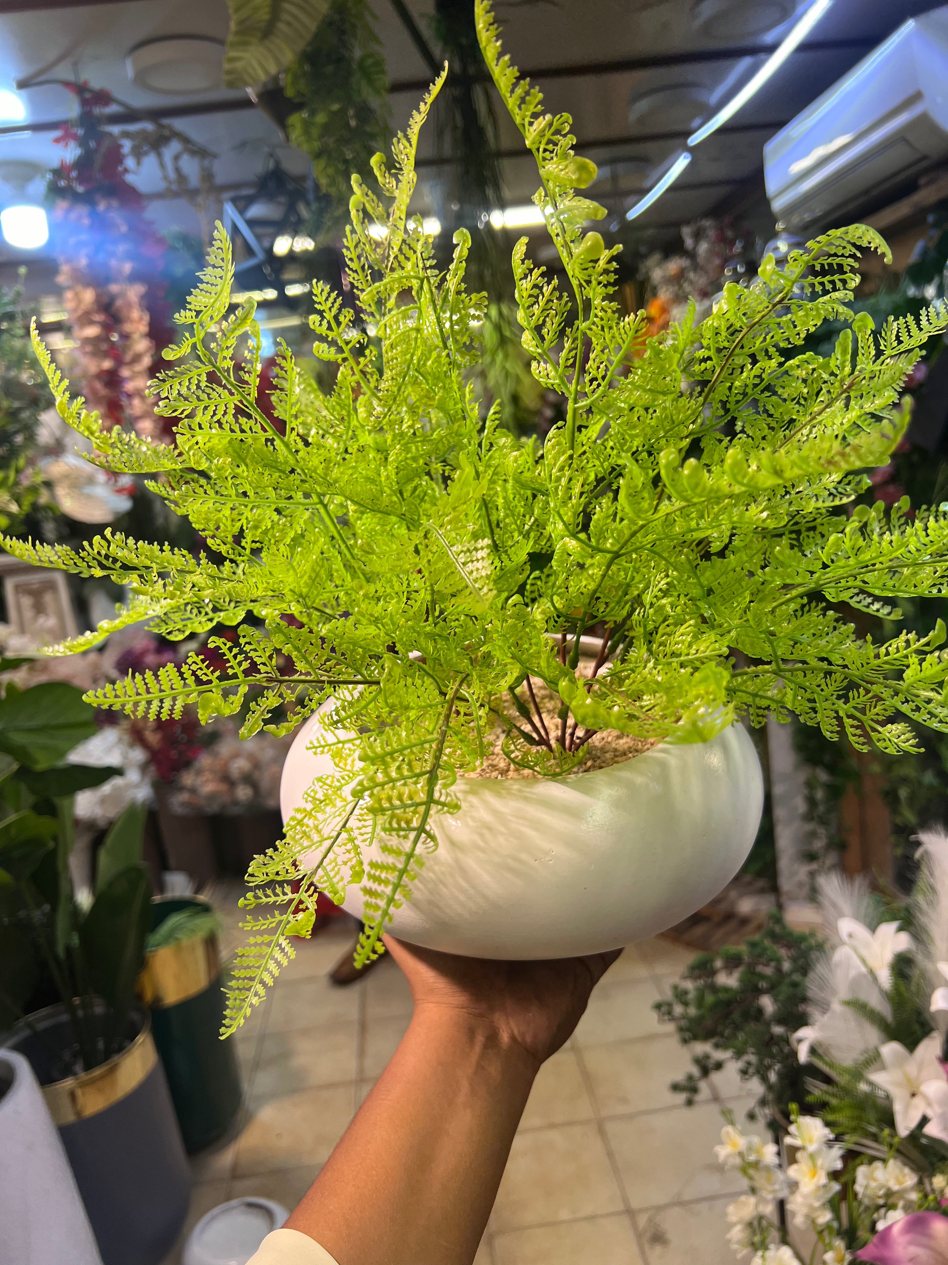 Exclusive Monstera with Fiber bowl