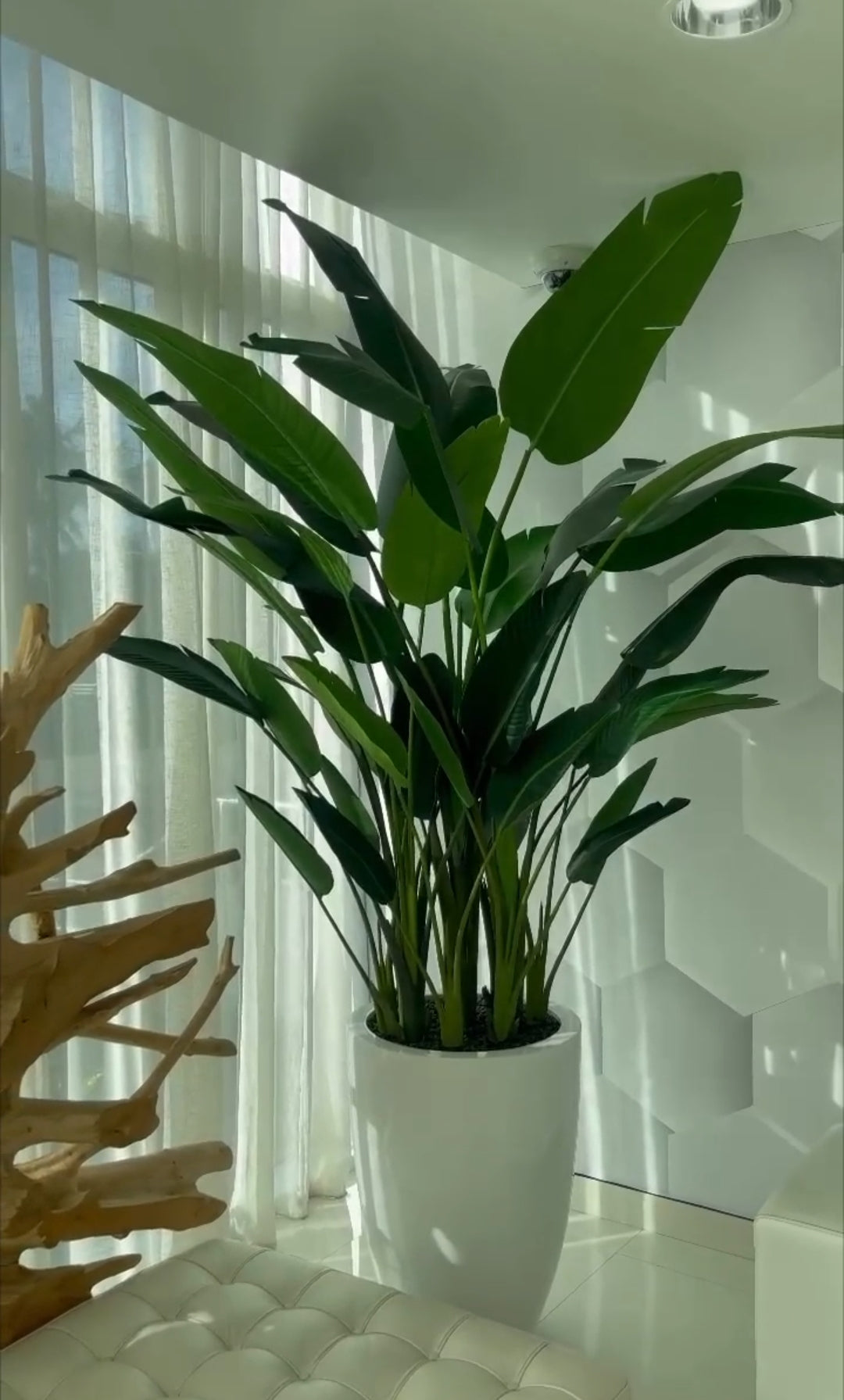 Exclusive double banana leaf palm x2with fiberglass planter