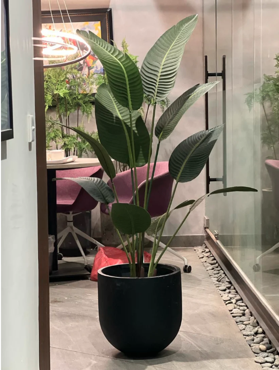 Imported High-end Banana Palm (Plant Only)