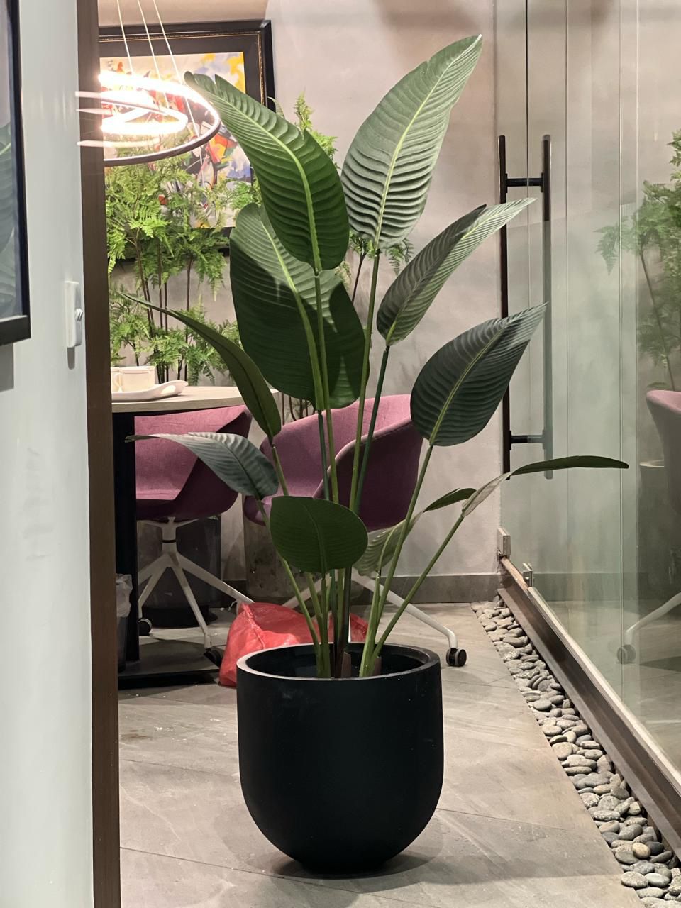 banana palm in black wooden pot 