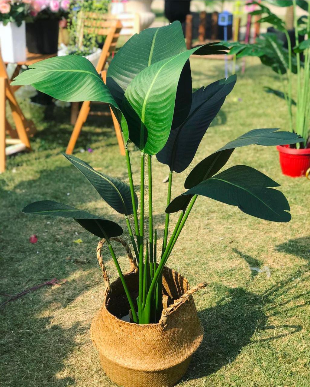 banana palm with cane planter