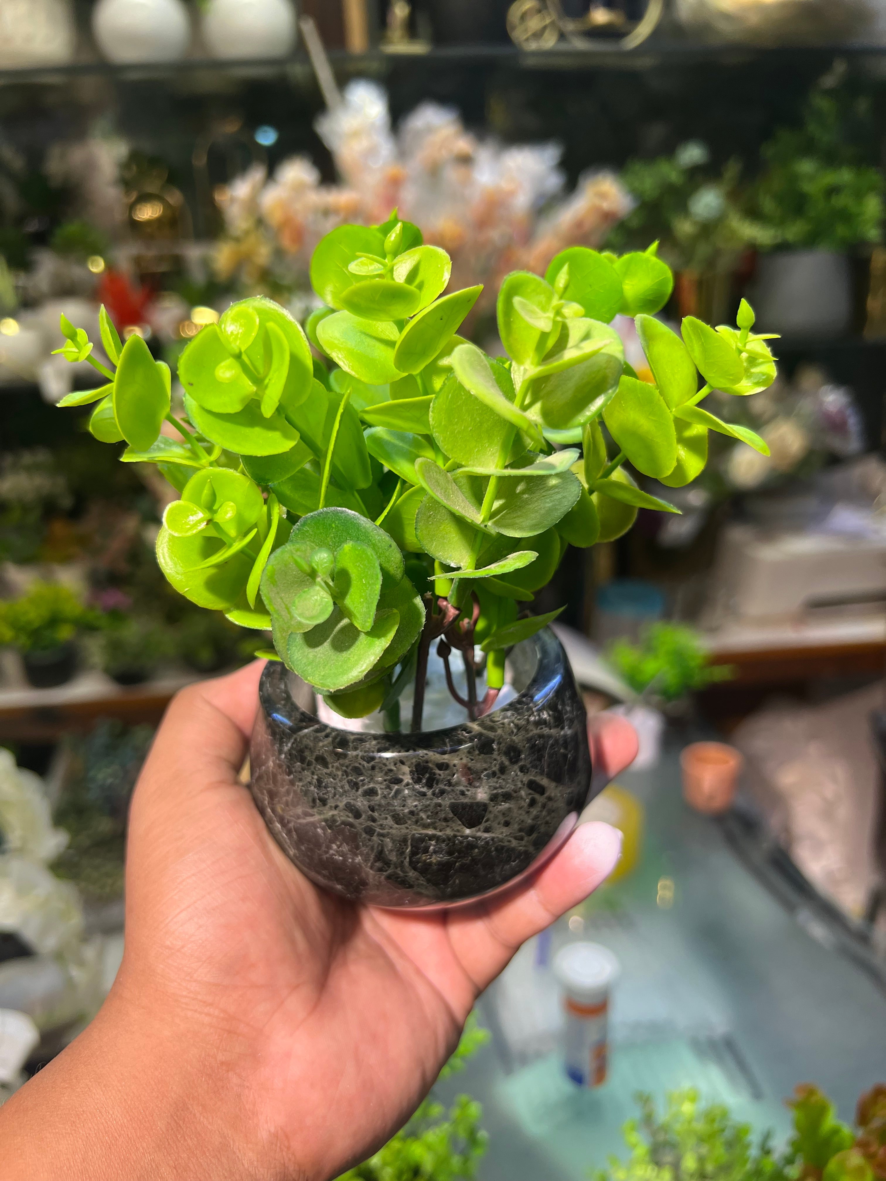 Mini marble succulents