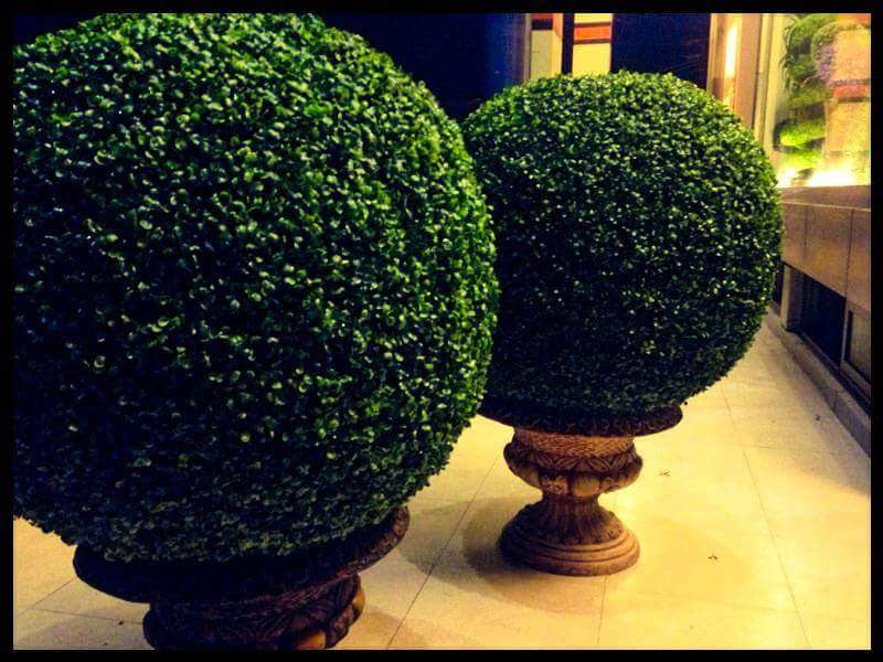 Exclusive Topiaries