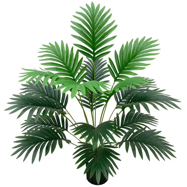 Palm plant