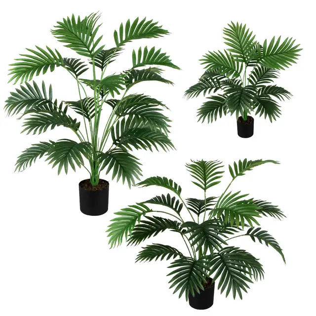 Palm plant